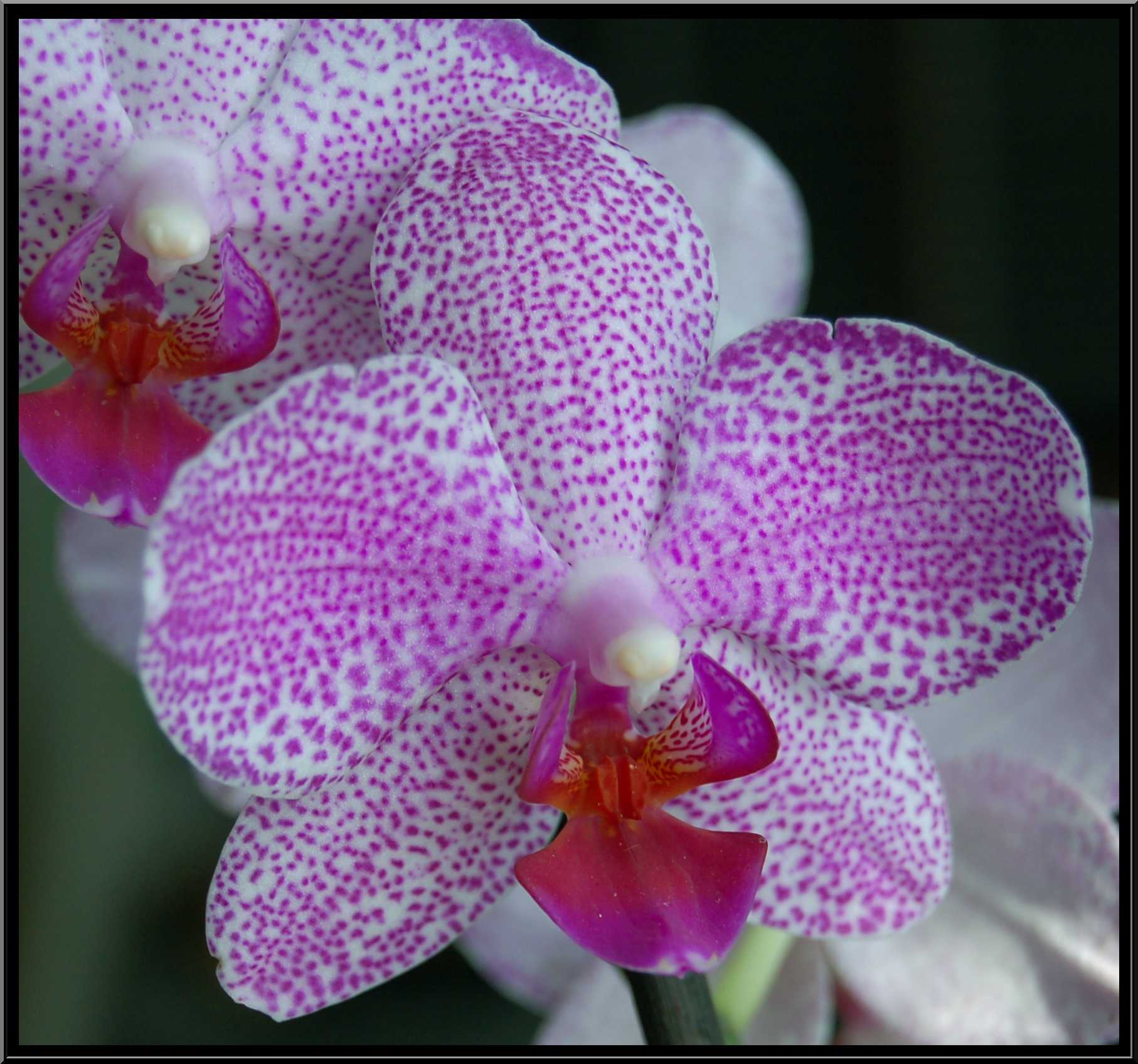 phalaenopsis09.JPG