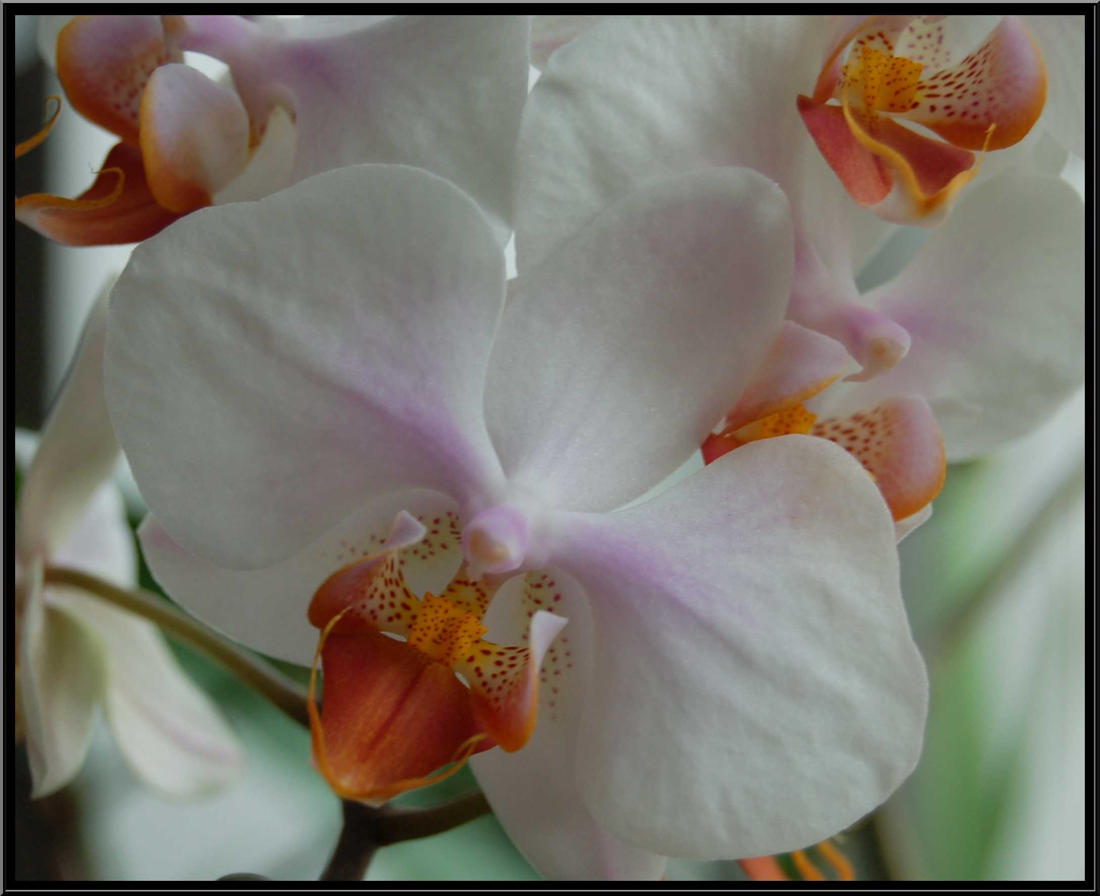 phalaenopsis10.JPG