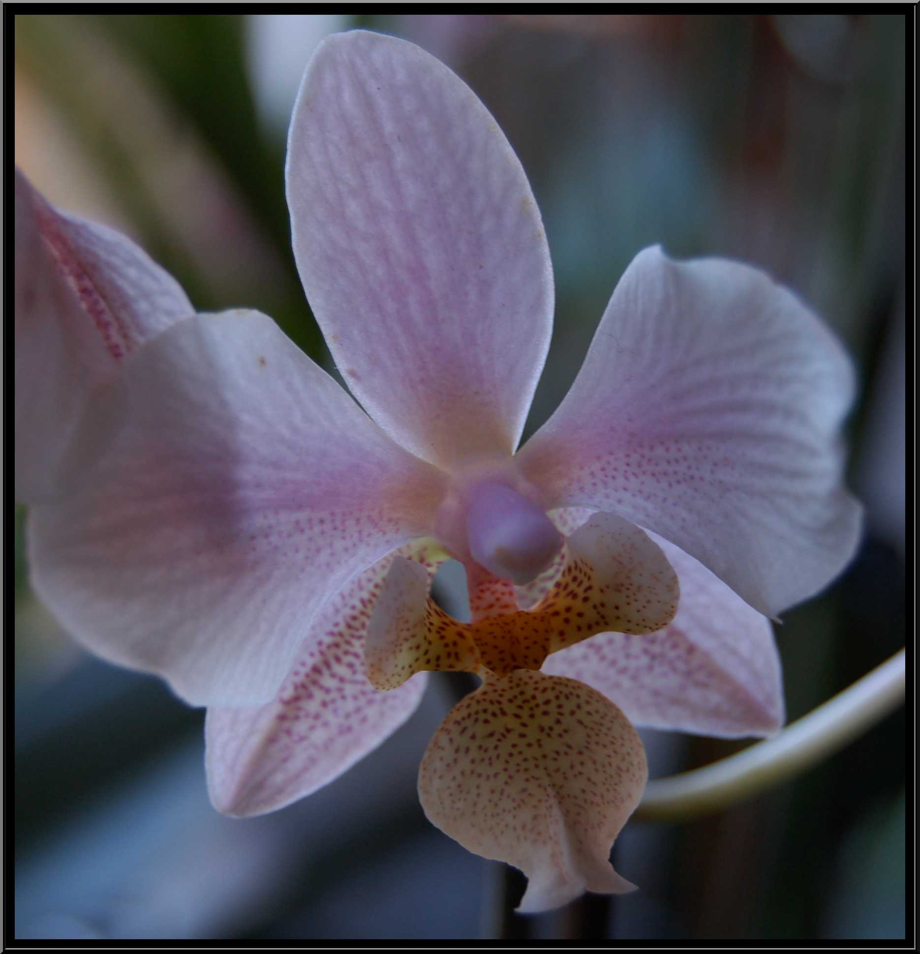 phalaenopsis11.JPG