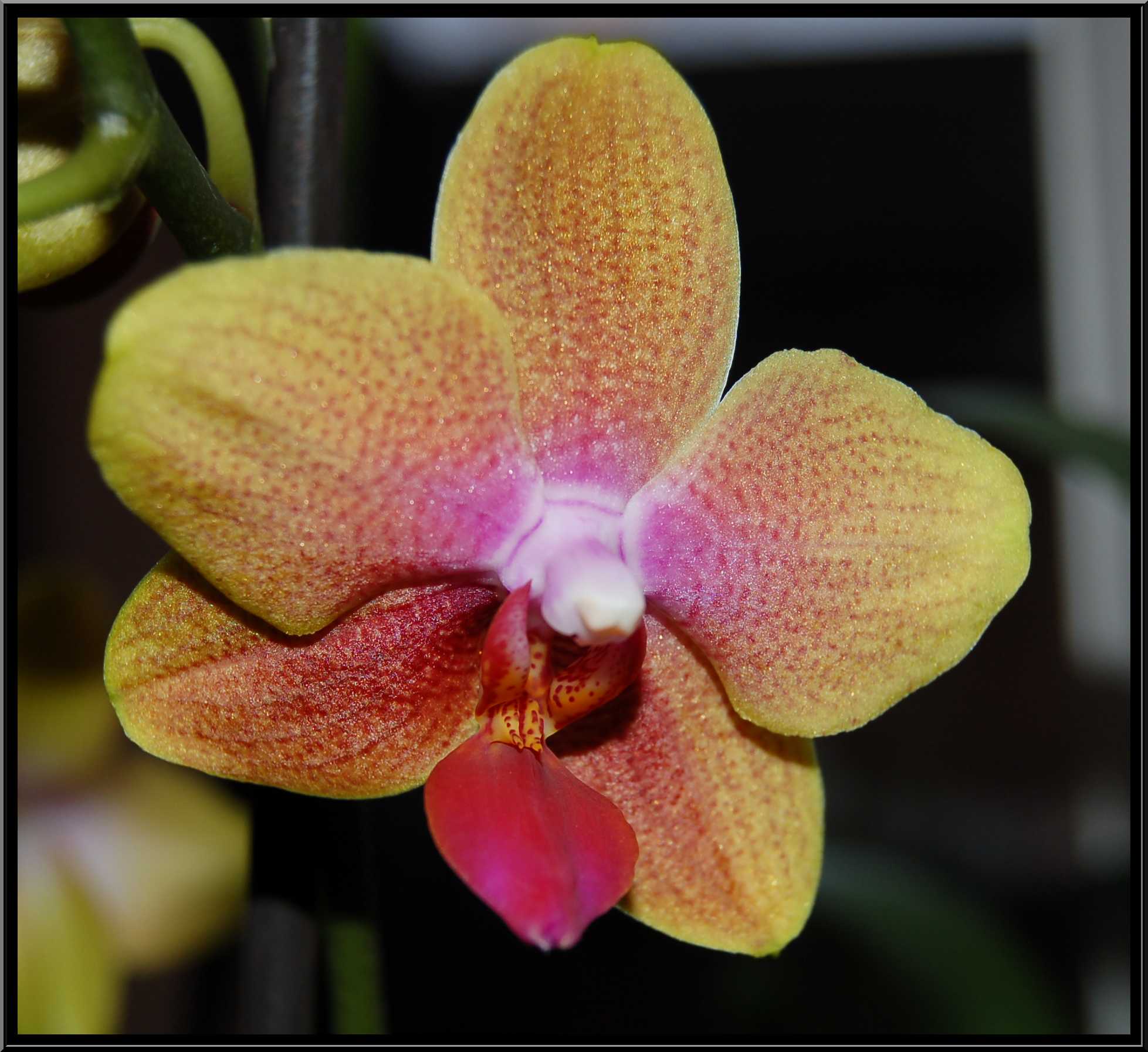 phalaenopsis12.JPG