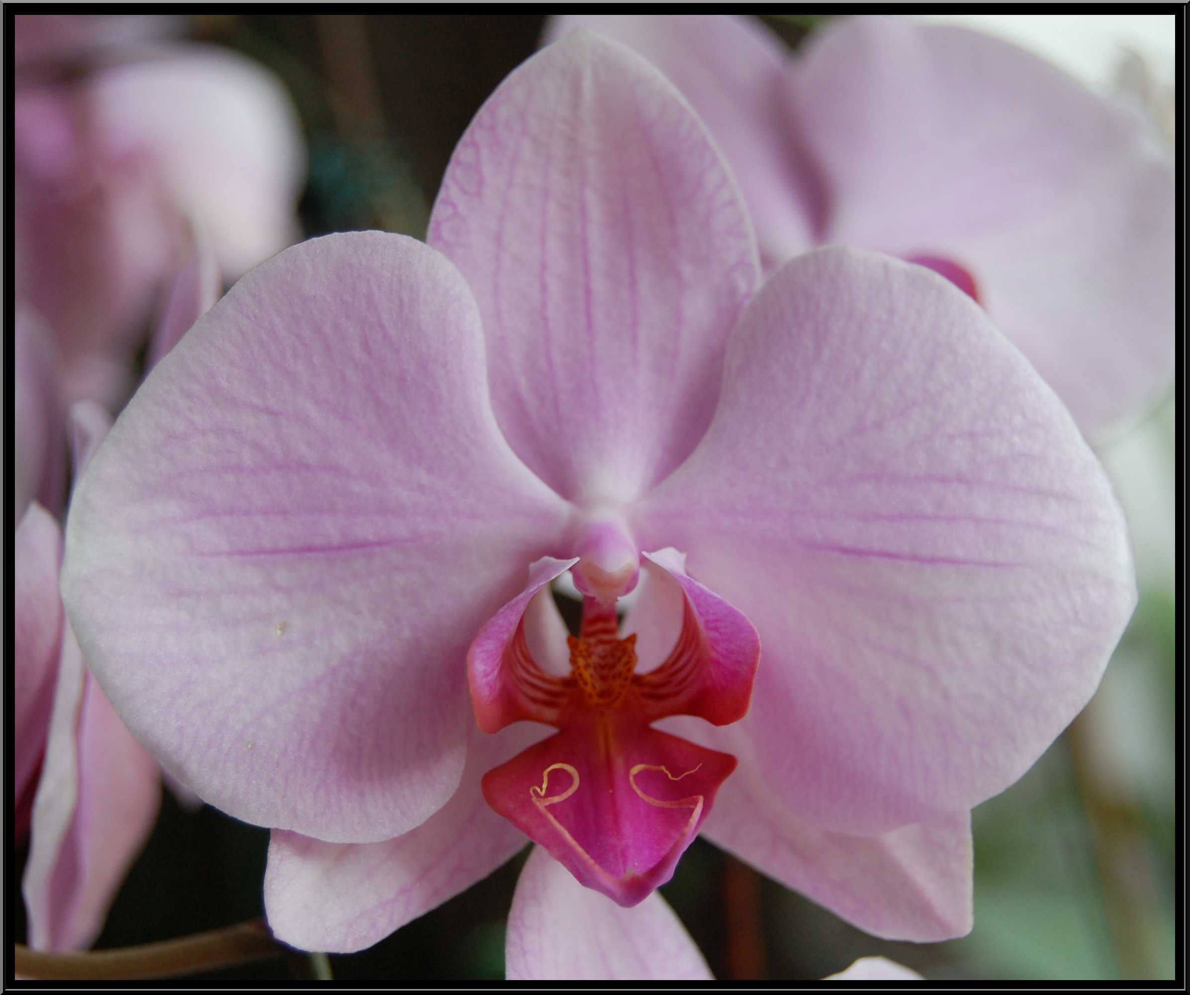 phalaenopsis14.JPG