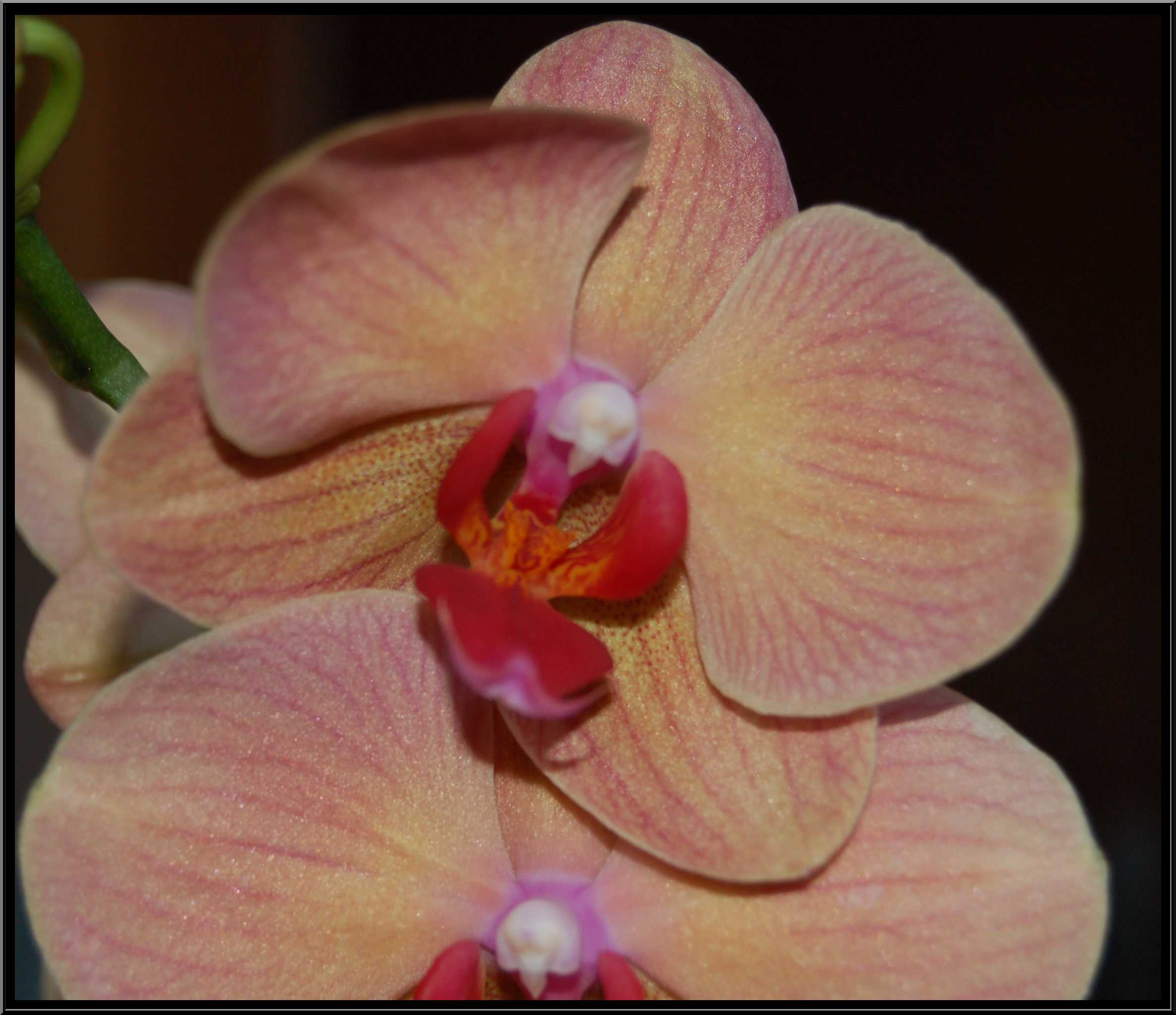 phalaenopsis16.JPG