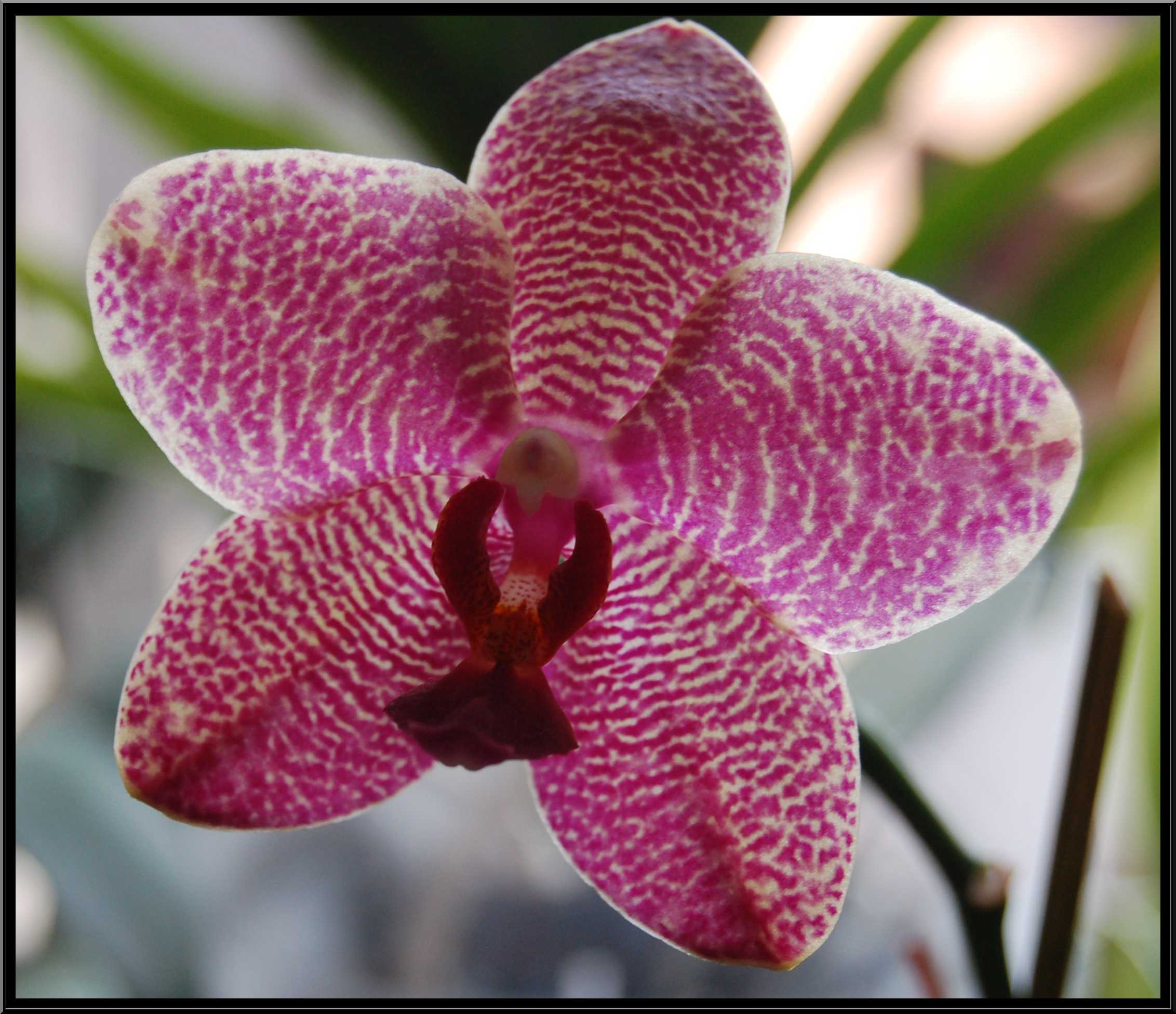 phalaenopsis17.JPG