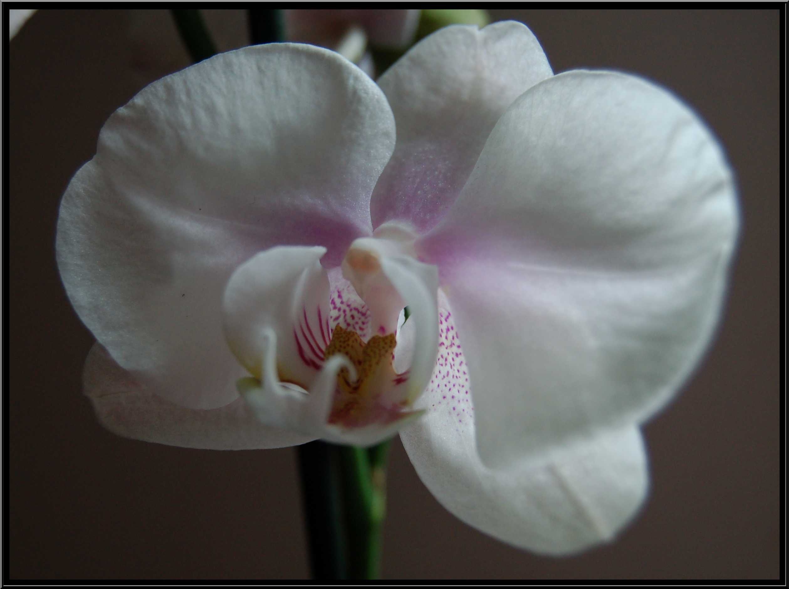 phalaenopsis22.JPG