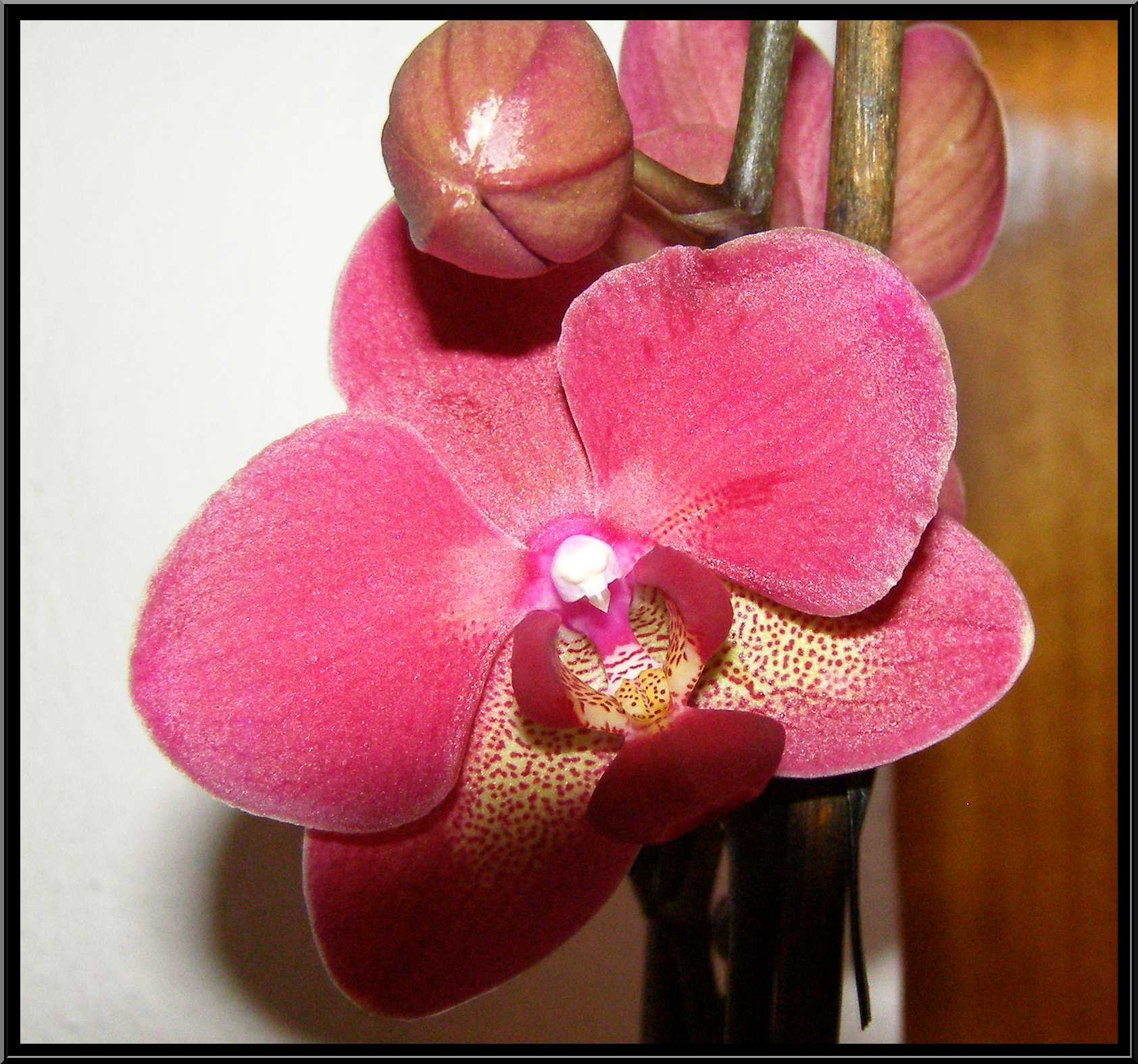 phalaenopsis24.JPG