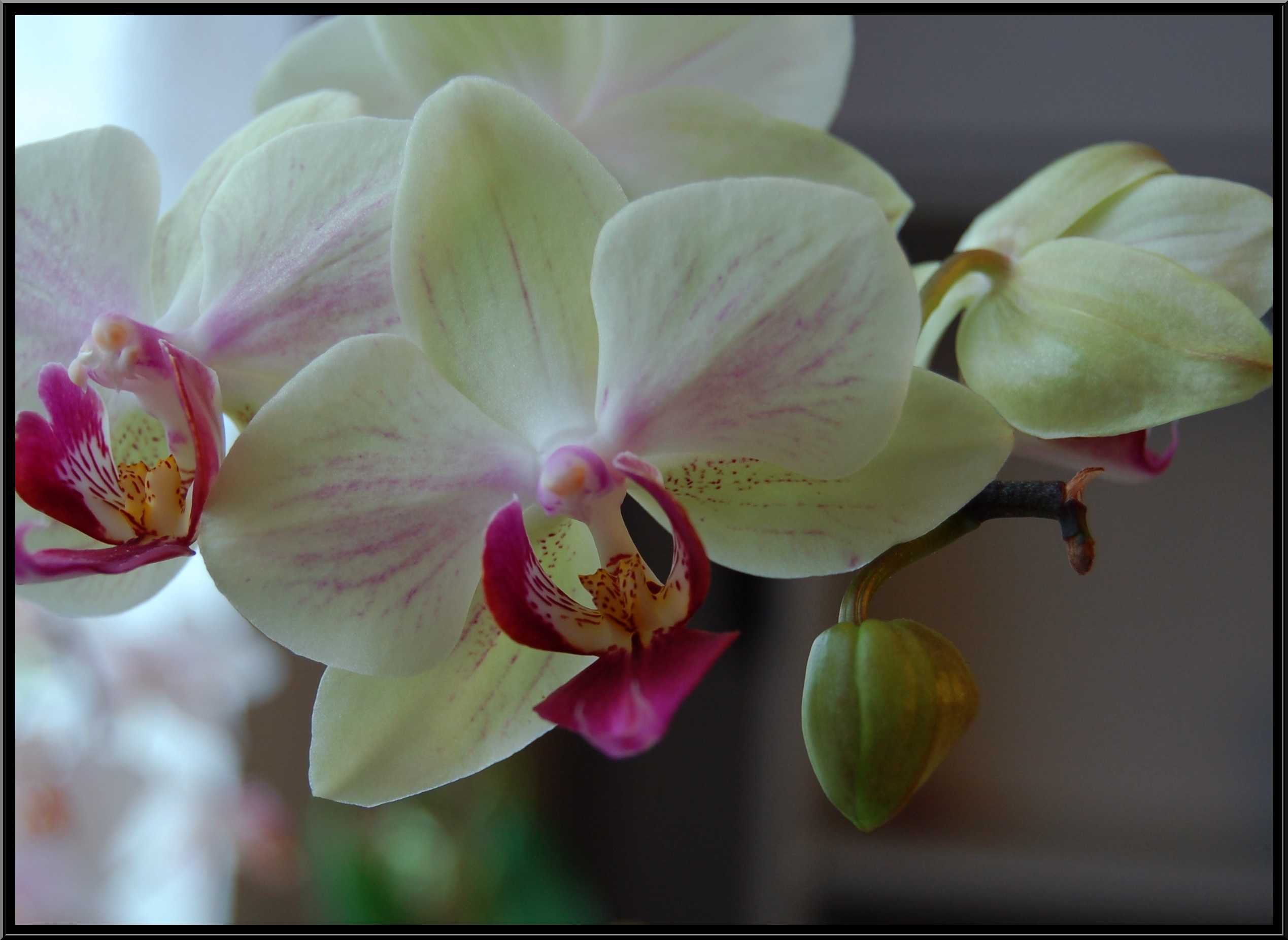 phalaenopsis25.JPG