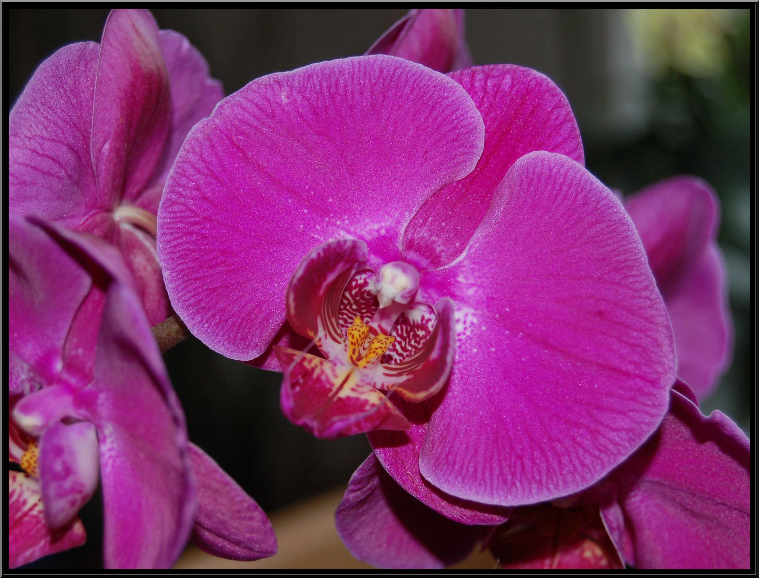 phalaenopsis26.JPG