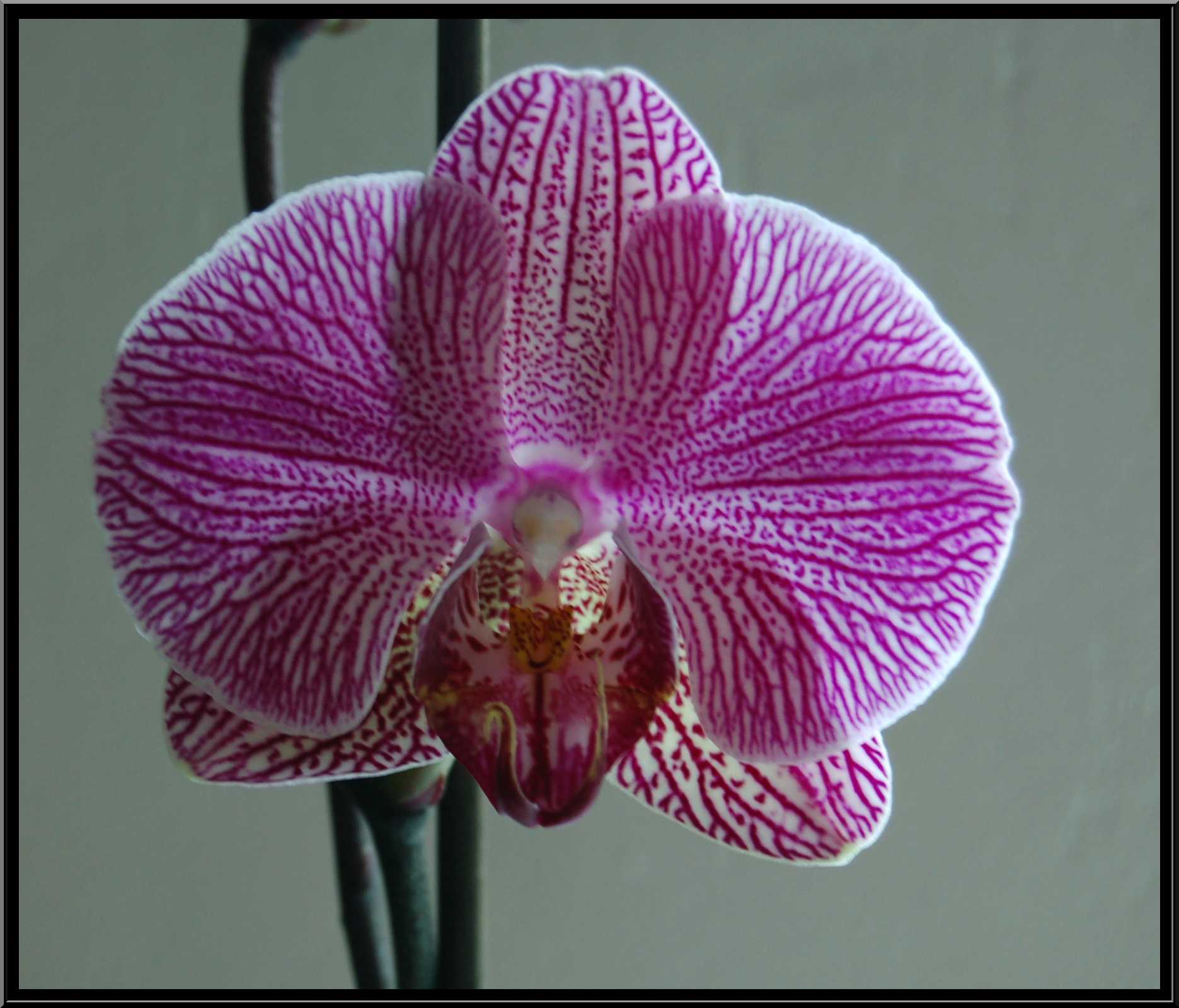 phalaenopsis27.JPG