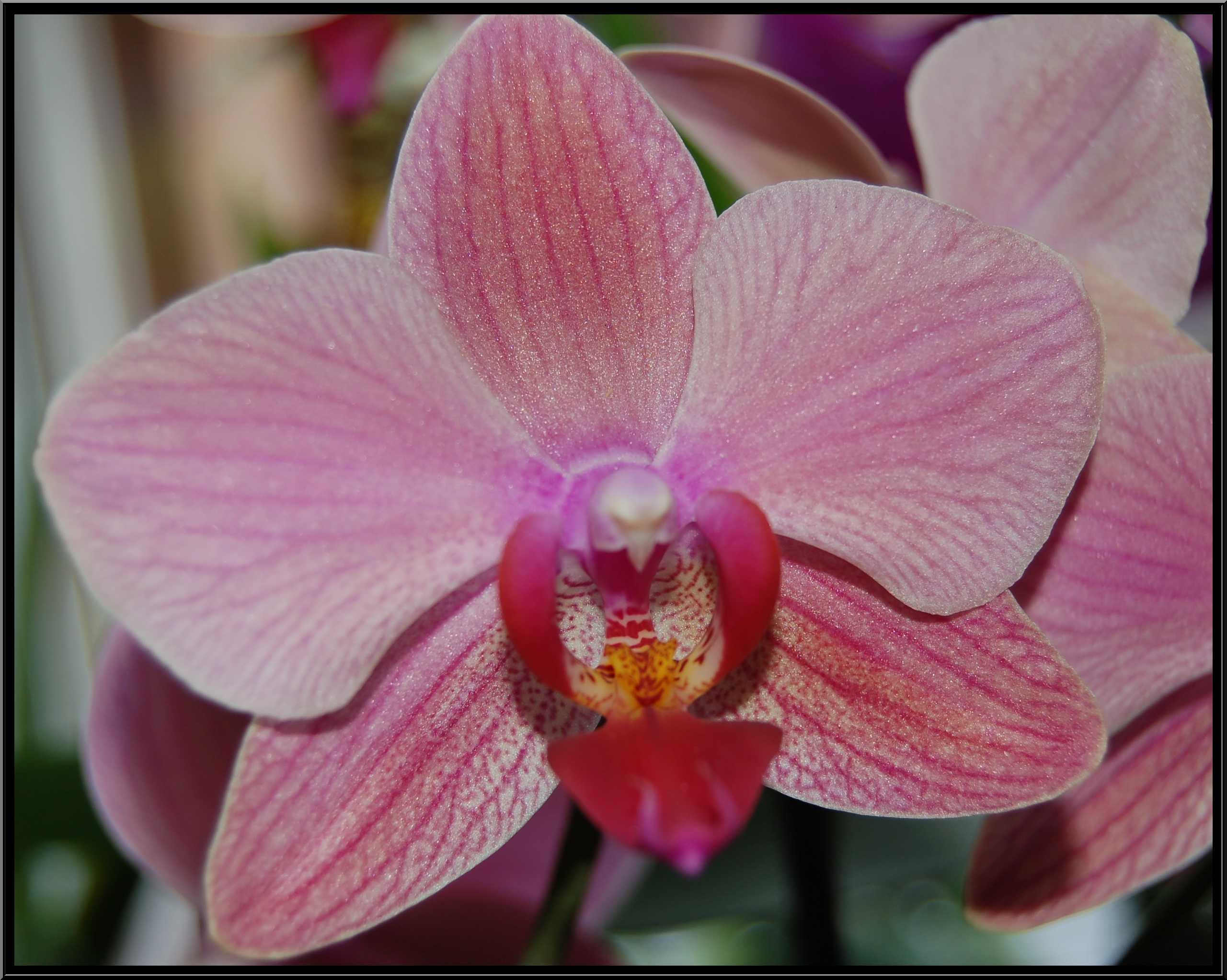 phalaenopsis28.JPG