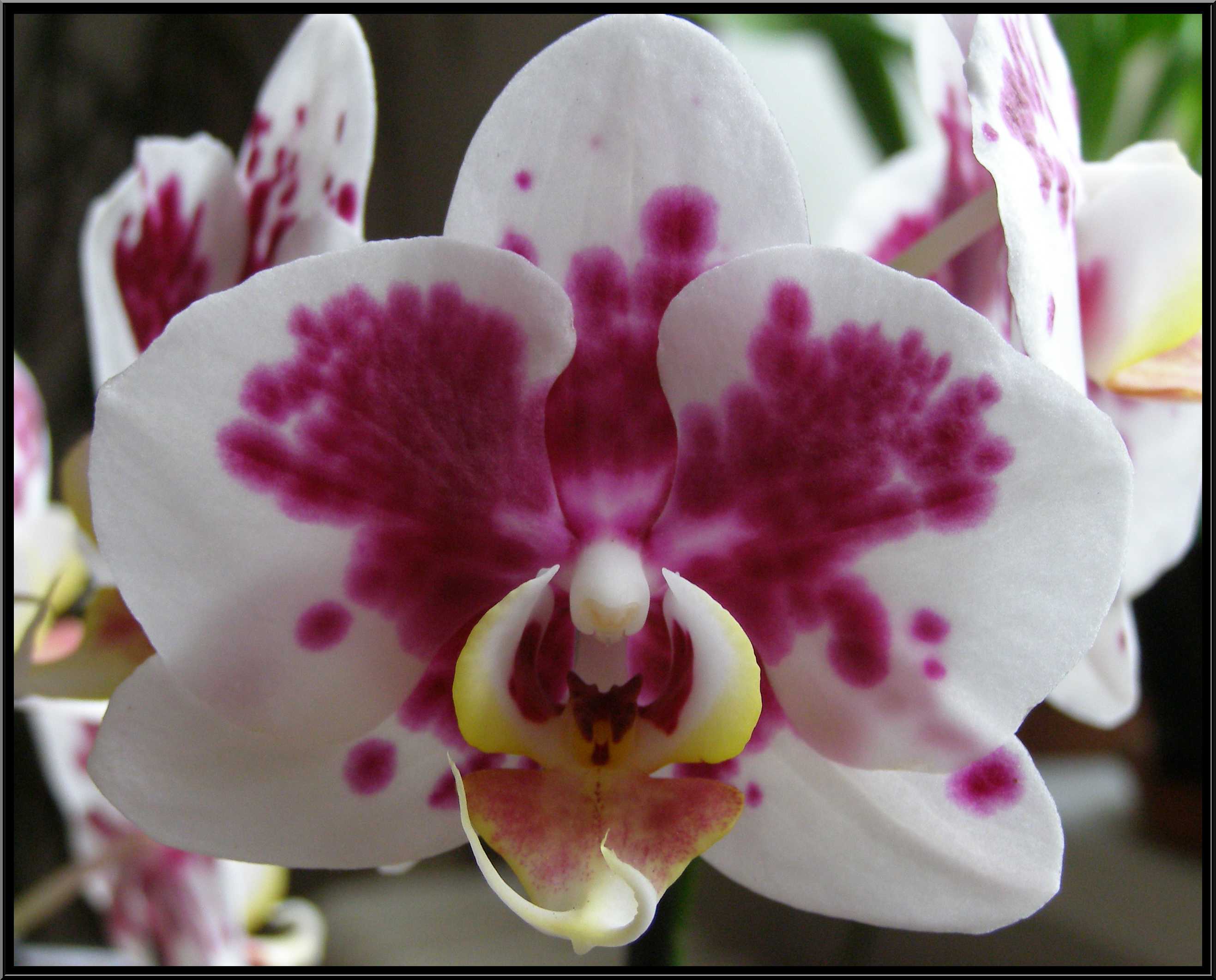 phalaenopsis29.JPG