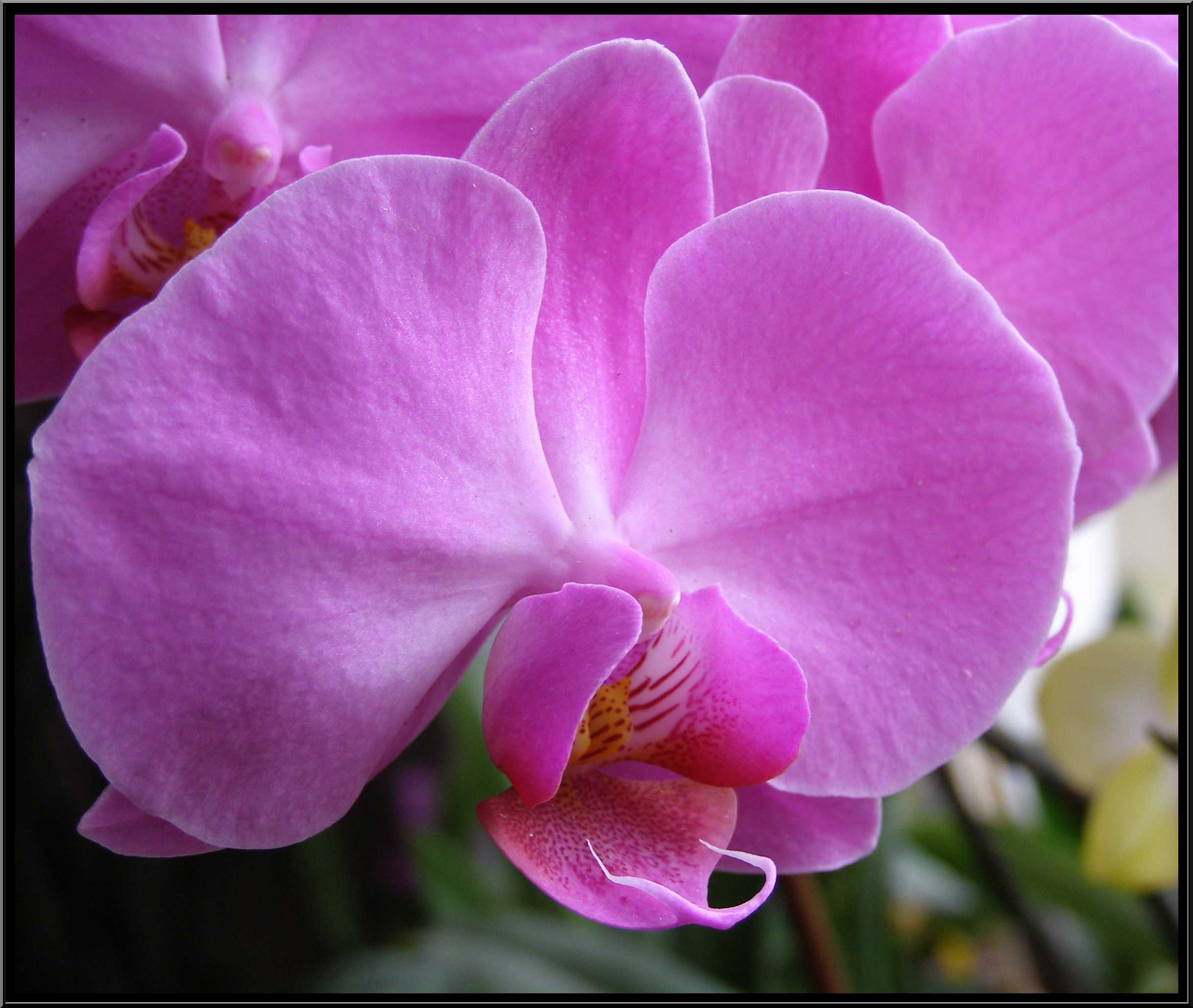 phalaenopsis30.JPG