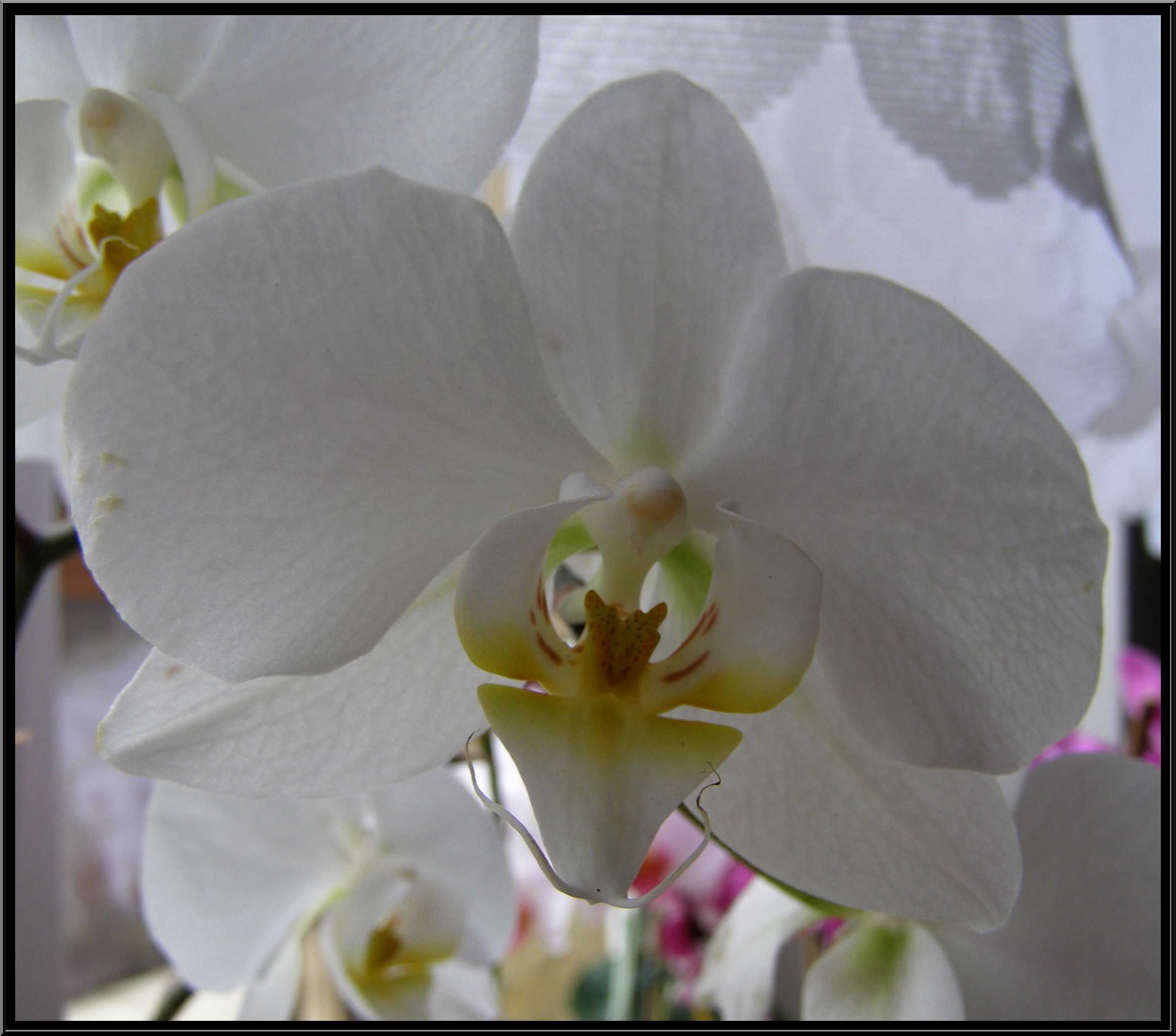 phalaenopsis31.JPG