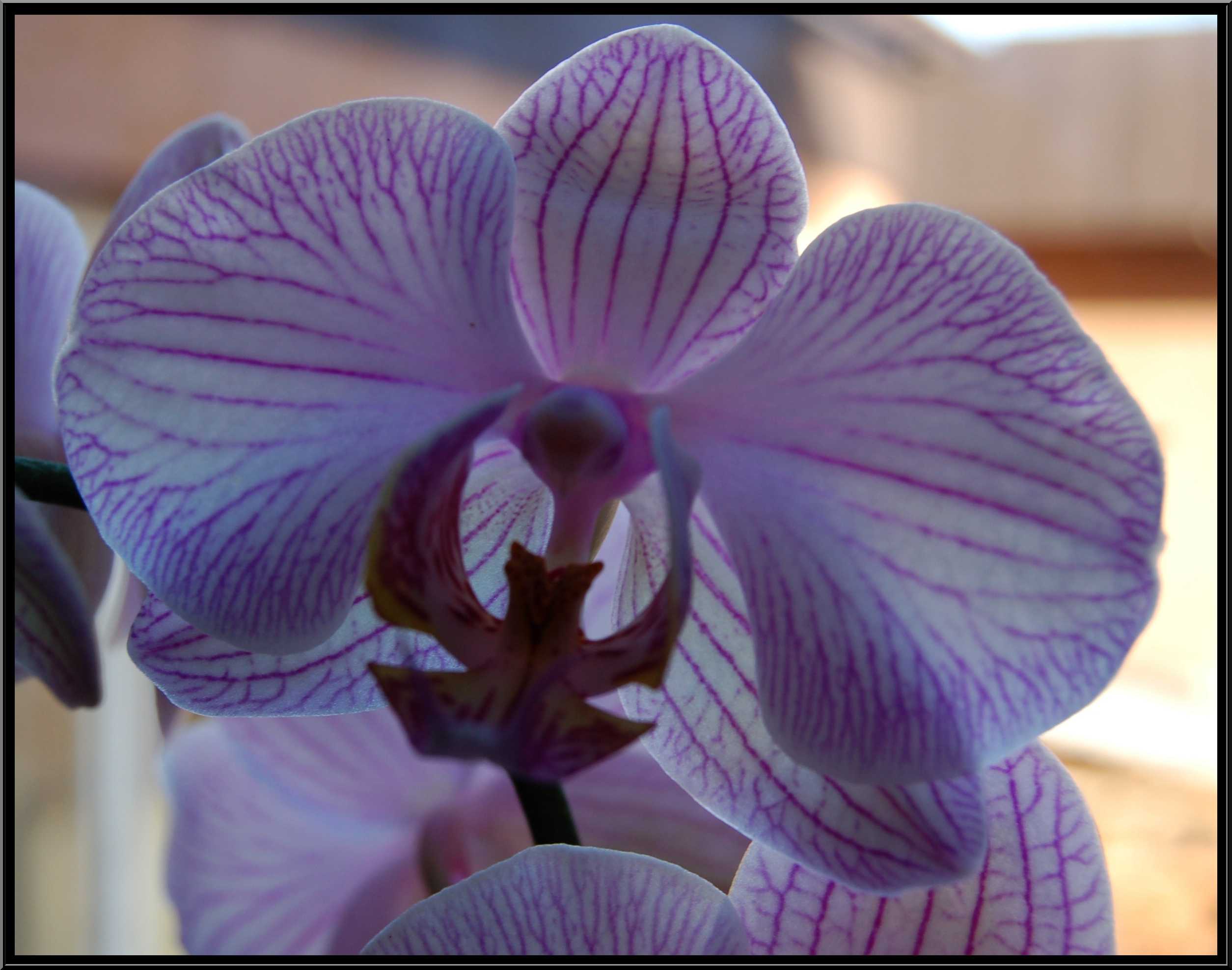 phalaenopsis32.JPG