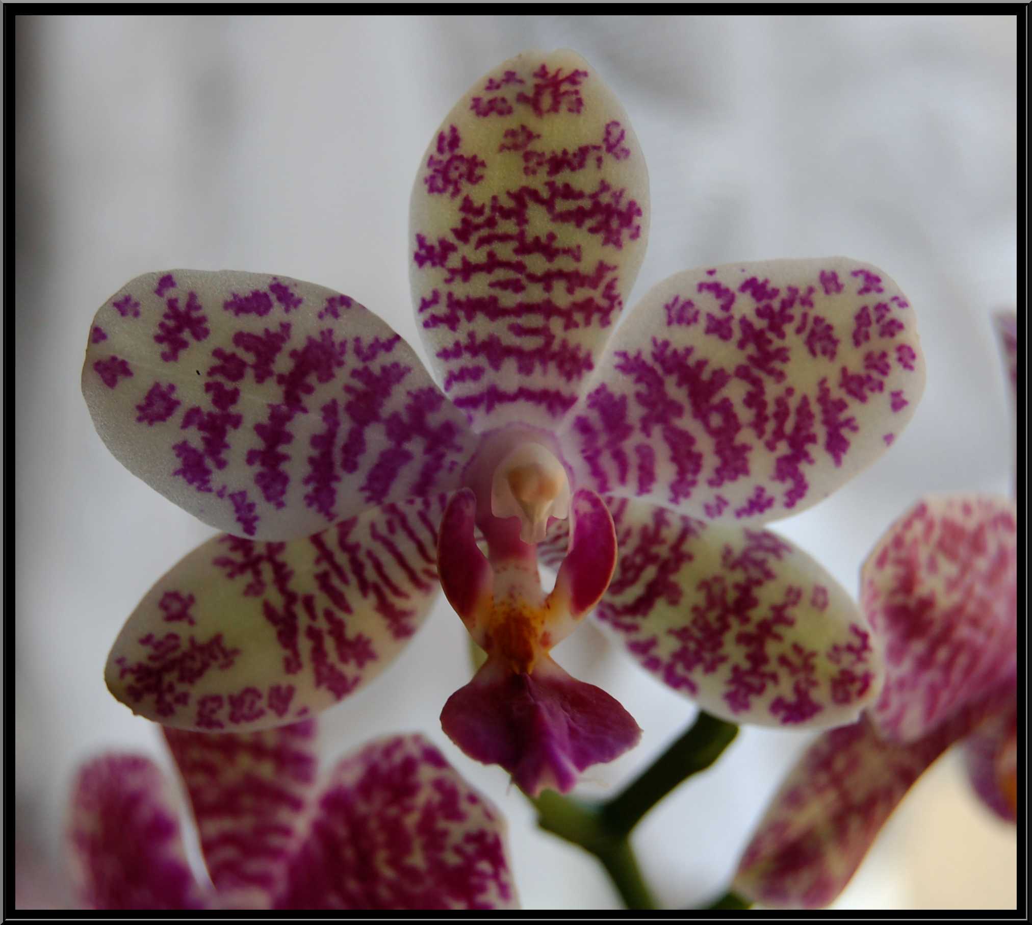 phalaenopsis34.JPG