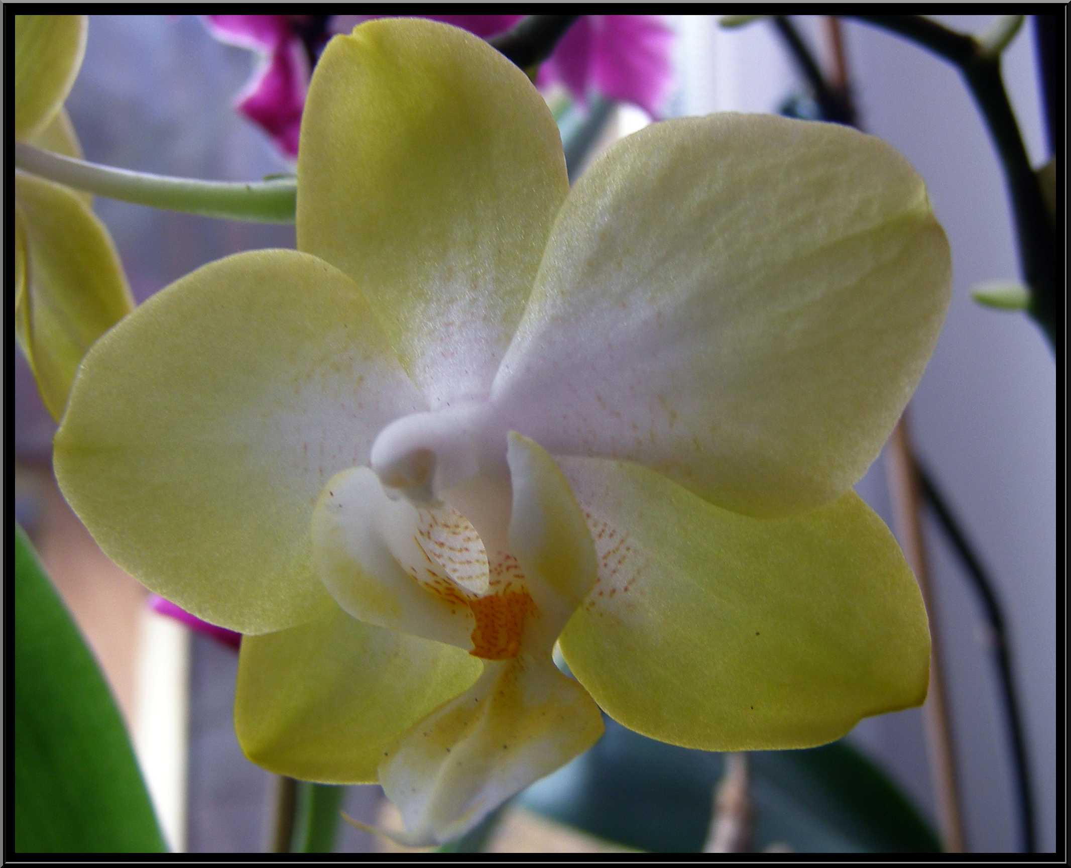 phalaenopsis35.JPG