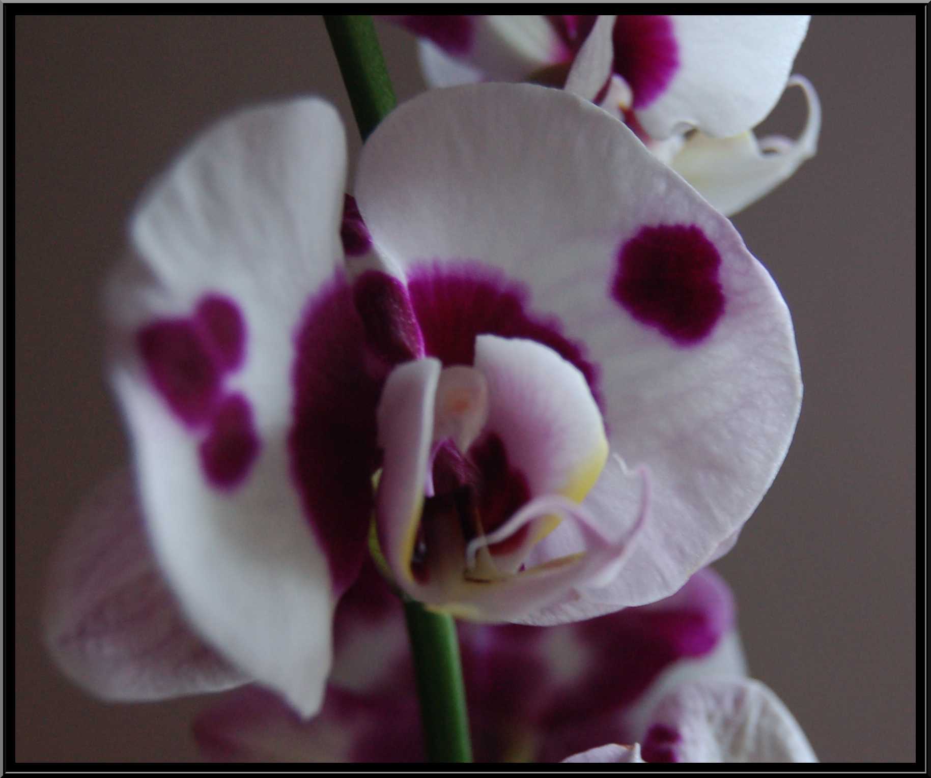 phalaenopsis38.JPG