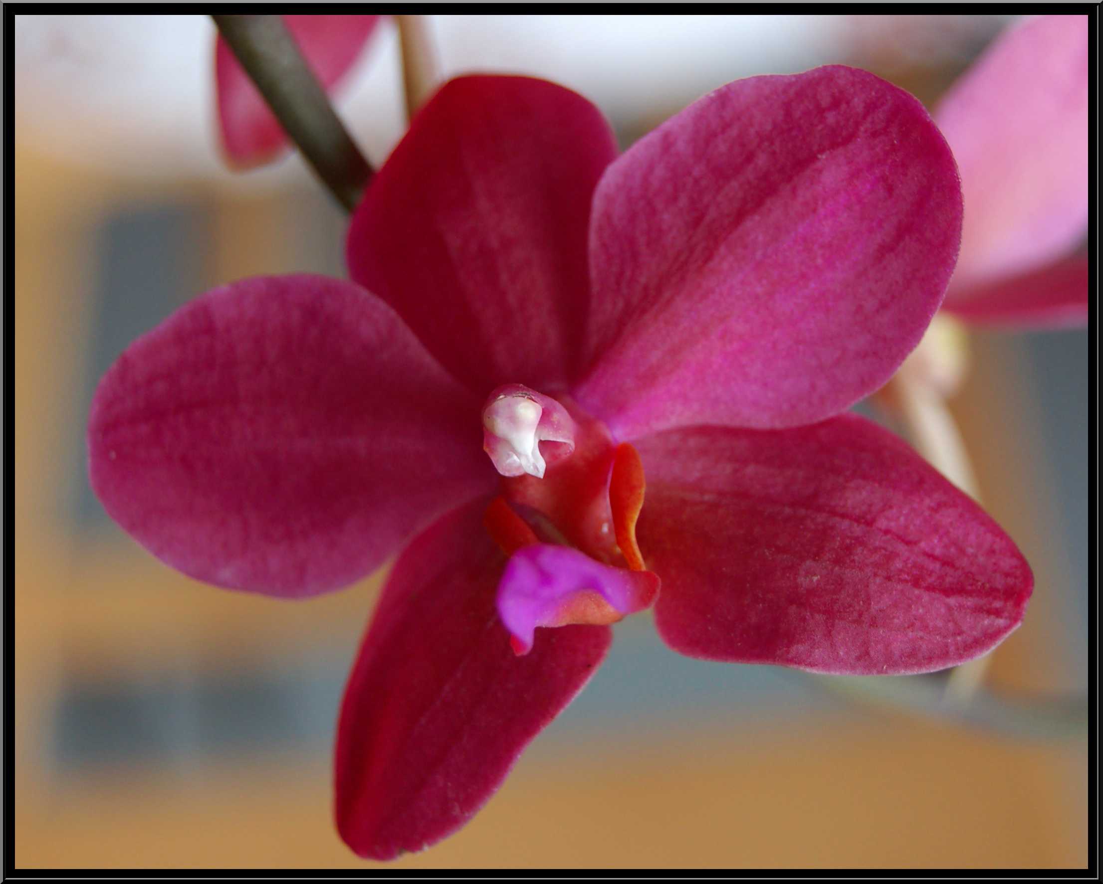 phalaenopsis39.JPG