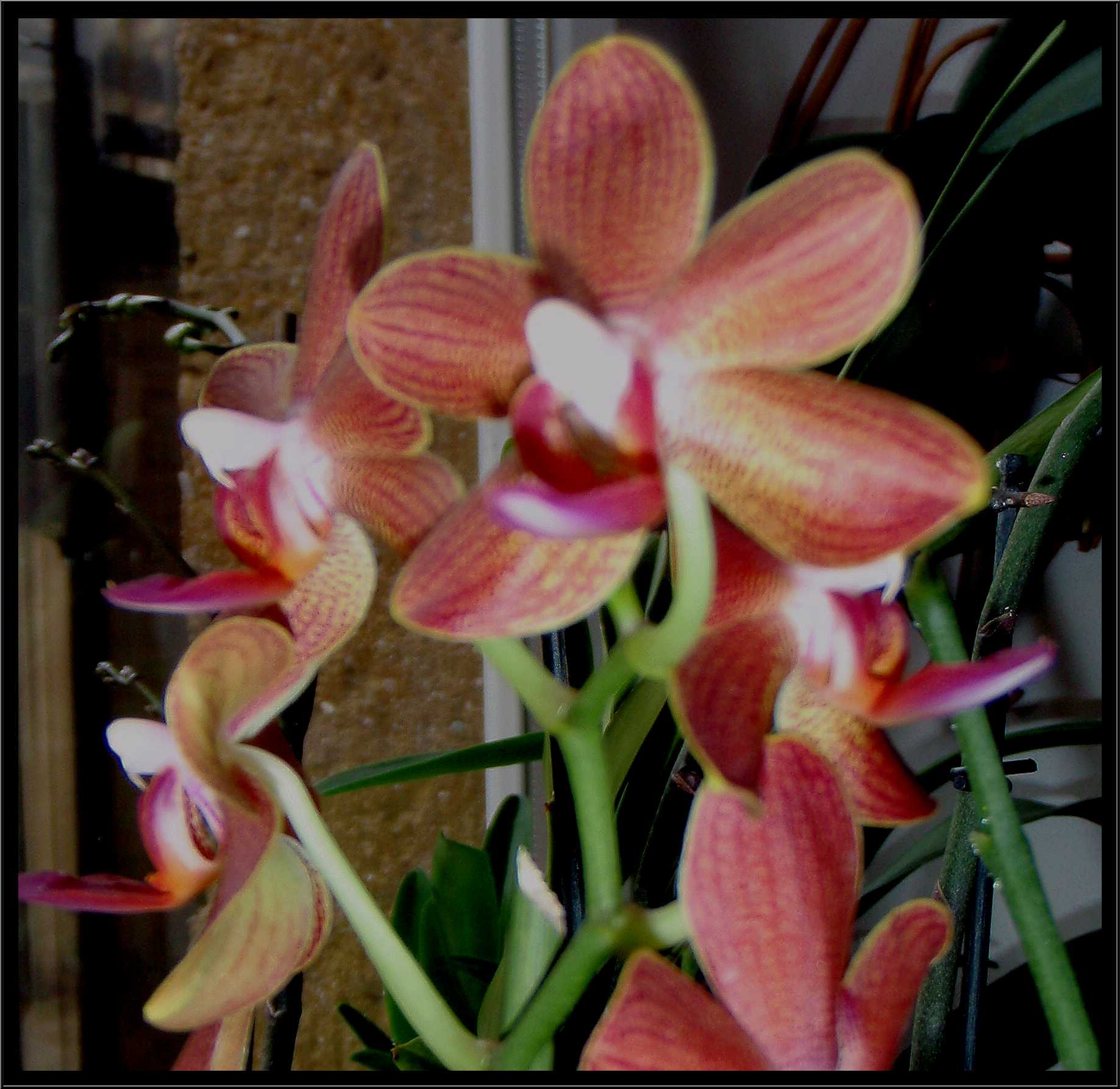 phalaenopsis8.JPG