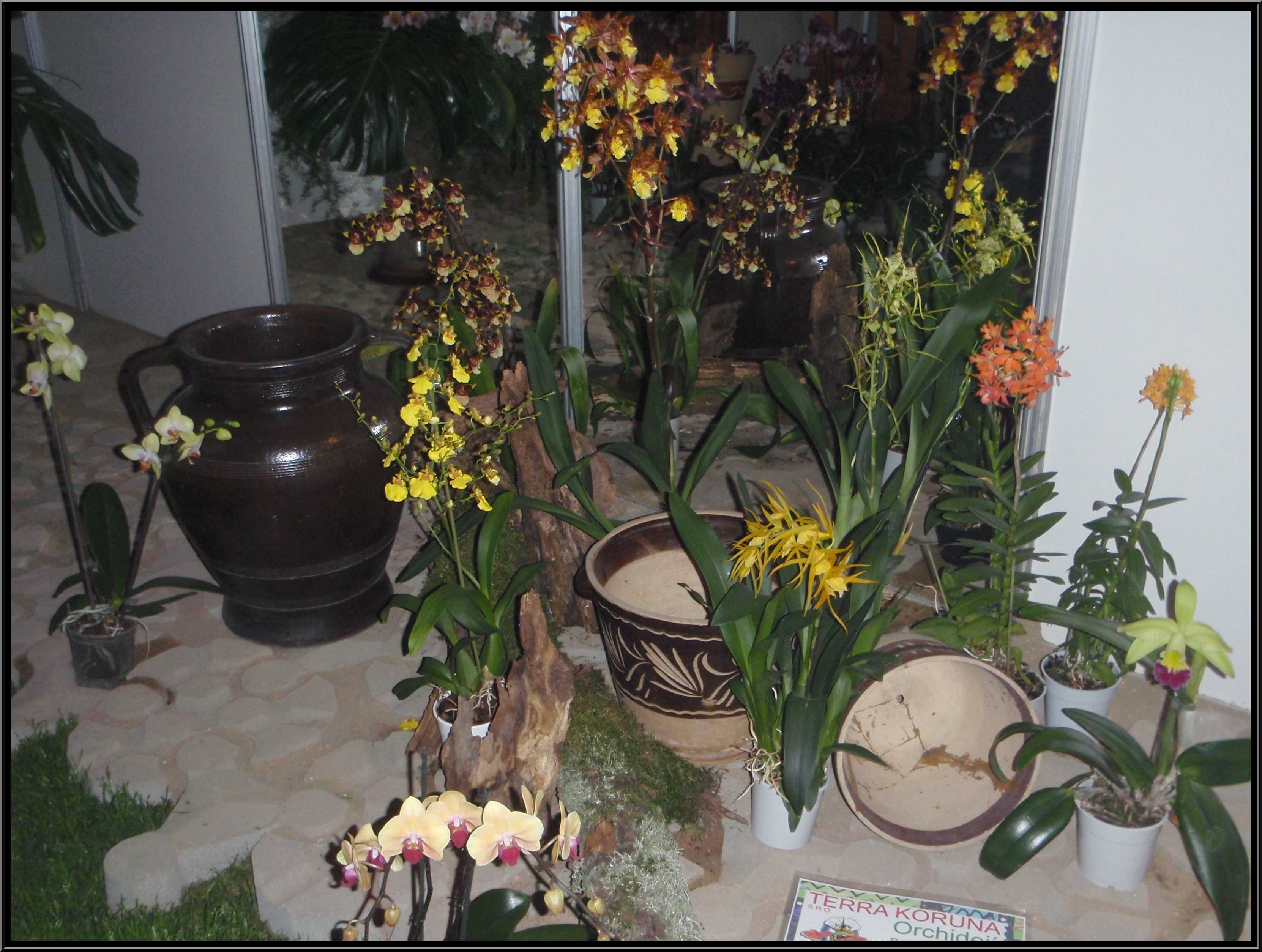 narcis001.JPG