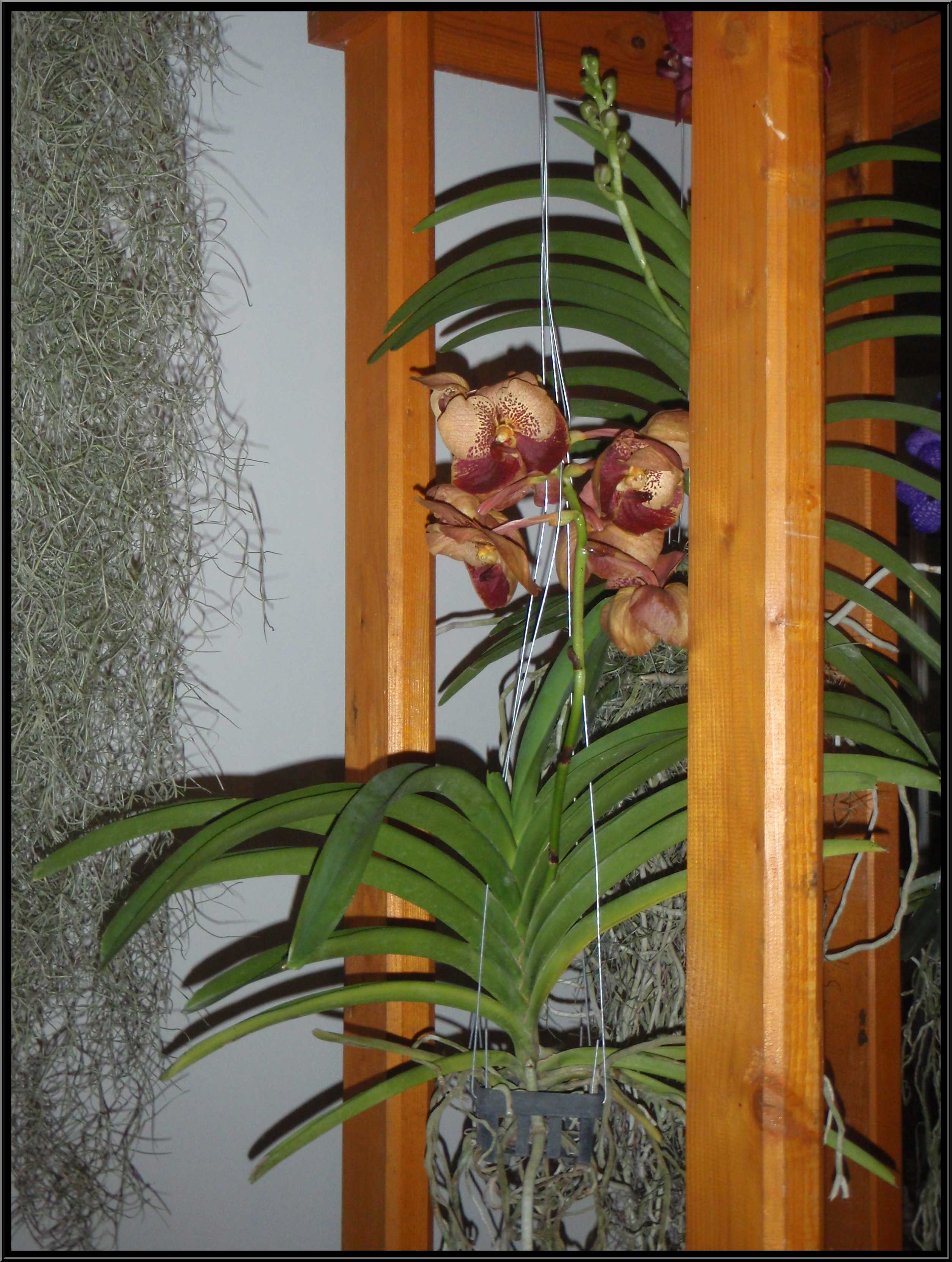 narcis003.JPG