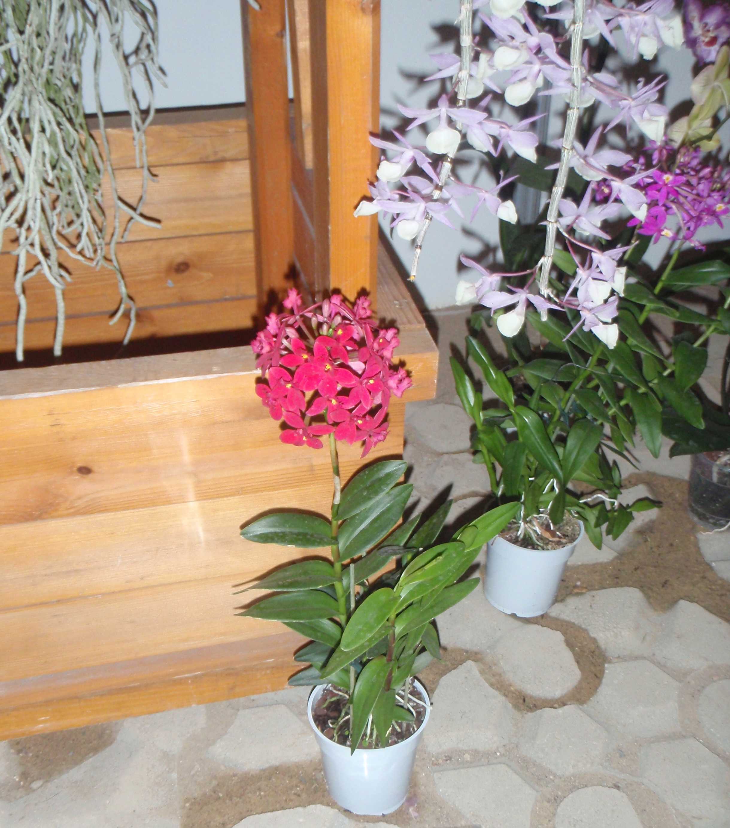 narcis004.JPG