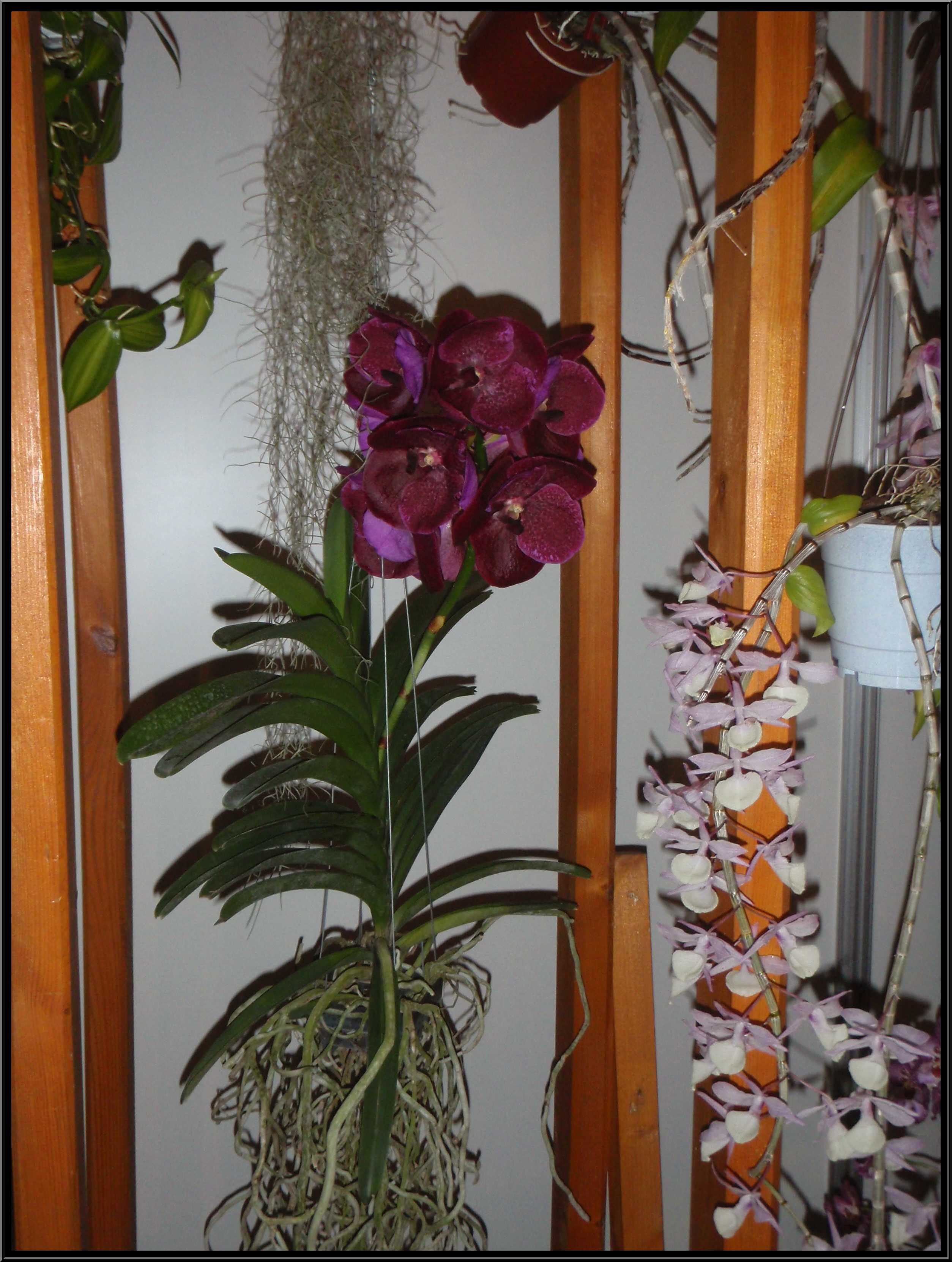 narcis006.JPG