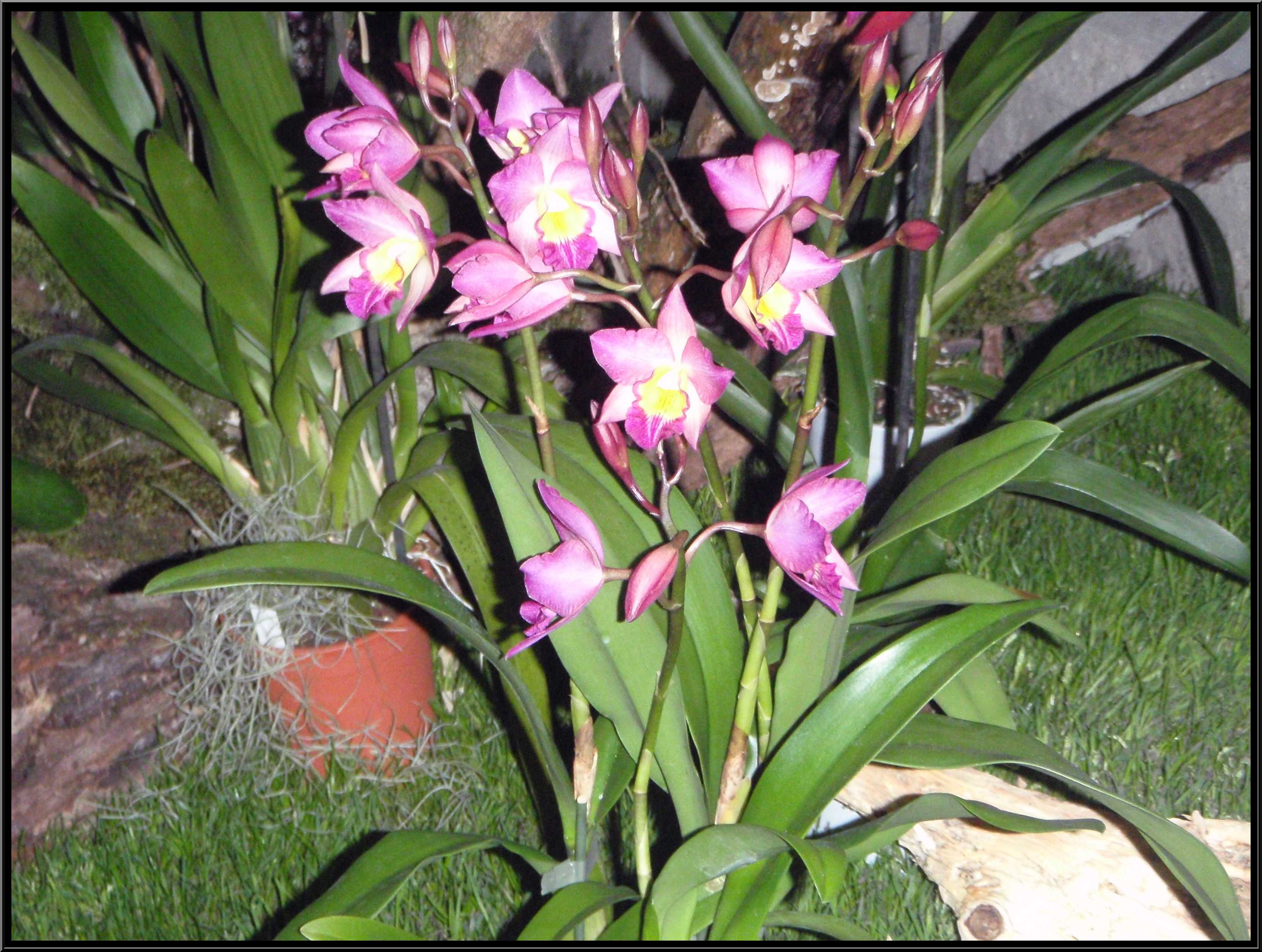 narcis008.JPG