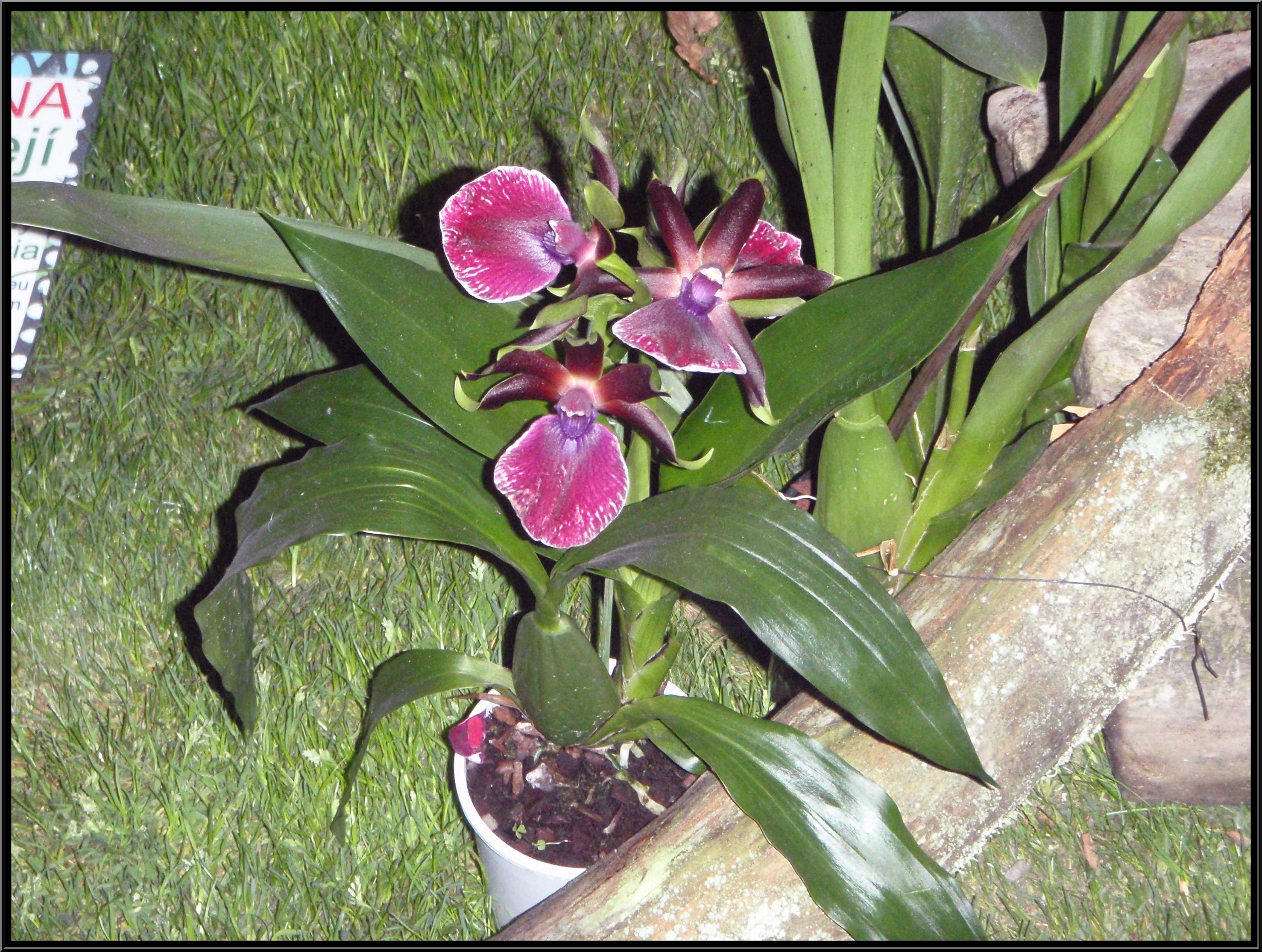 narcis010.JPG