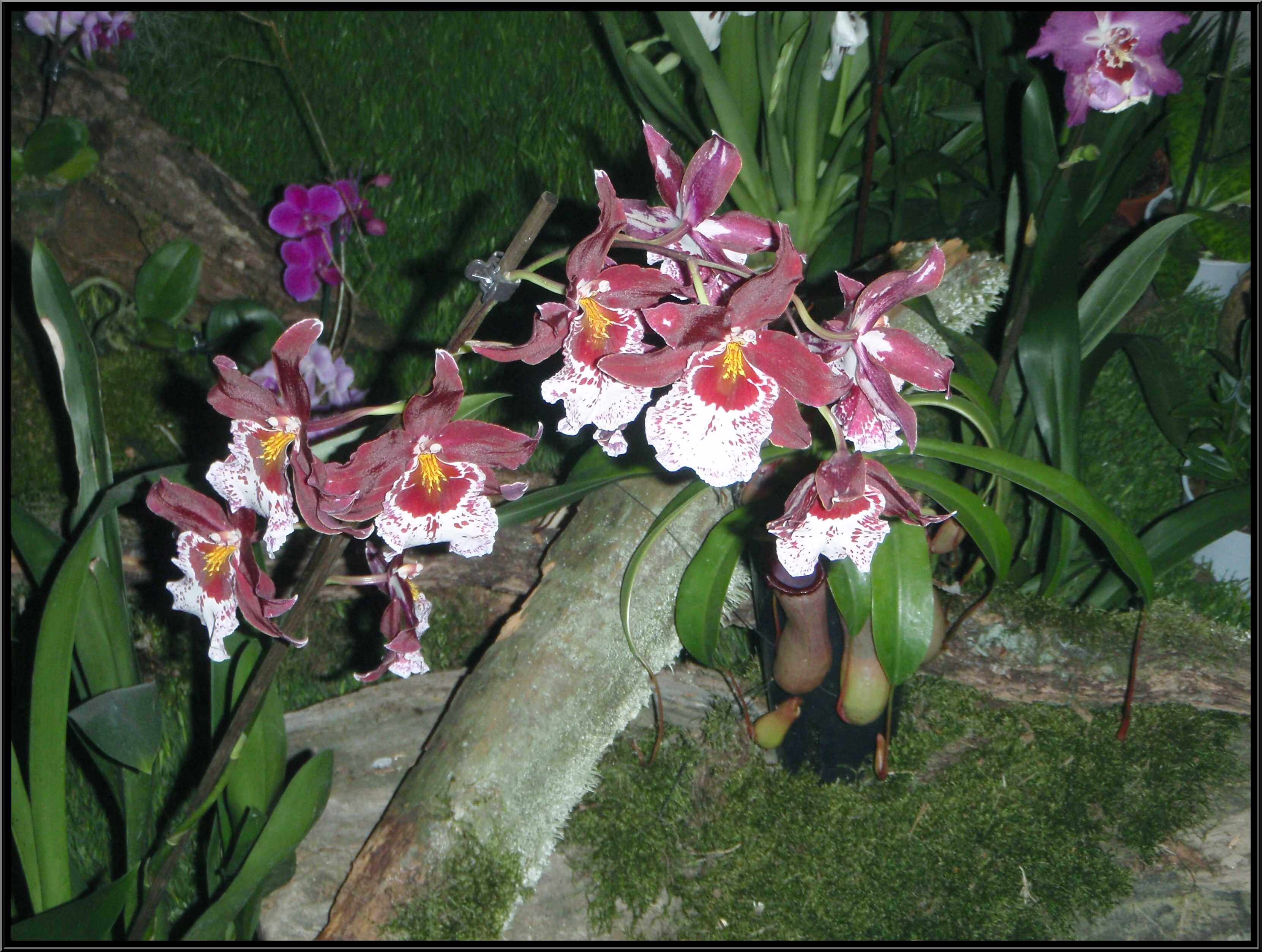 narcis011.JPG