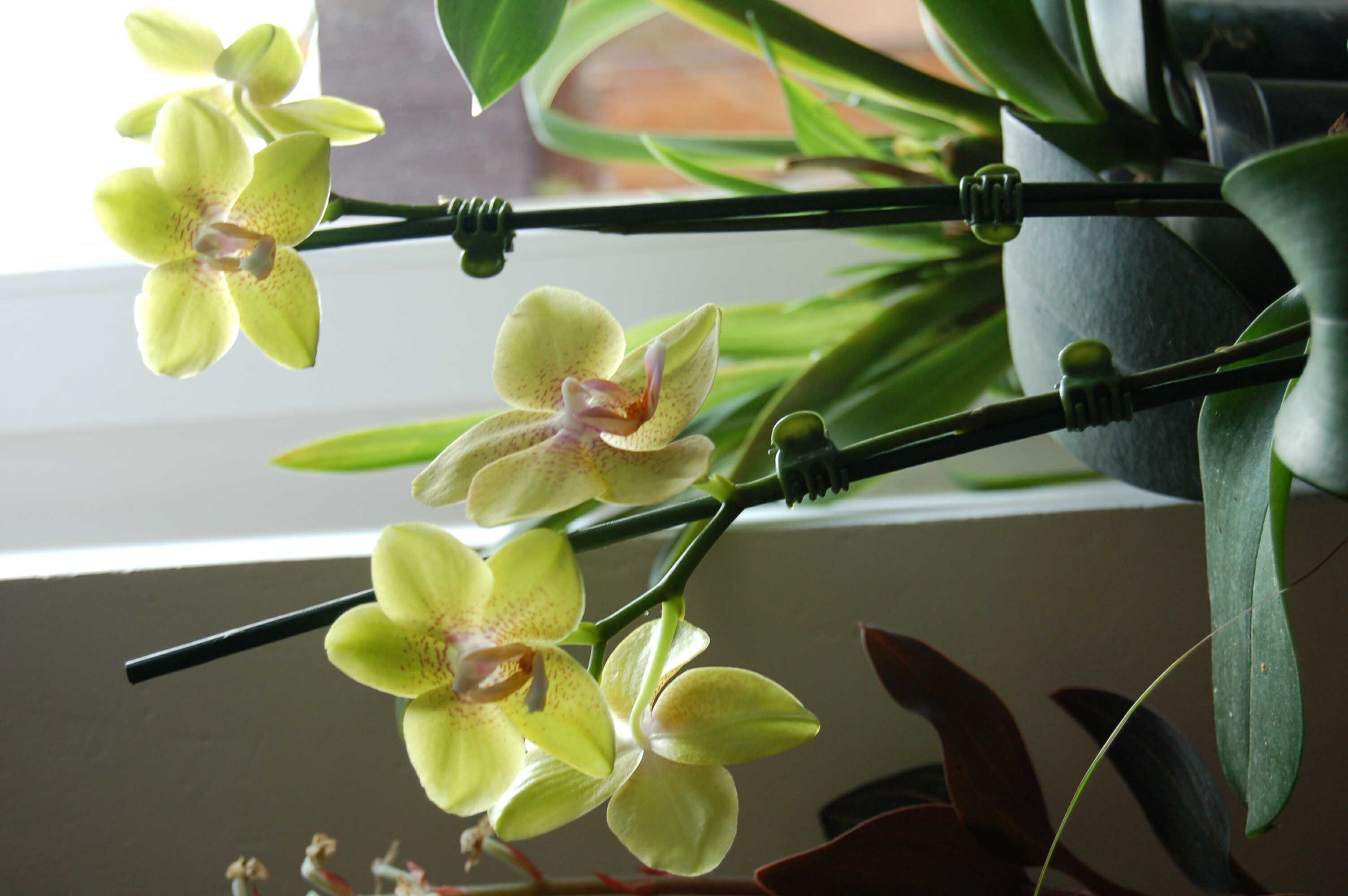 Phalaenopsis hybrid 2