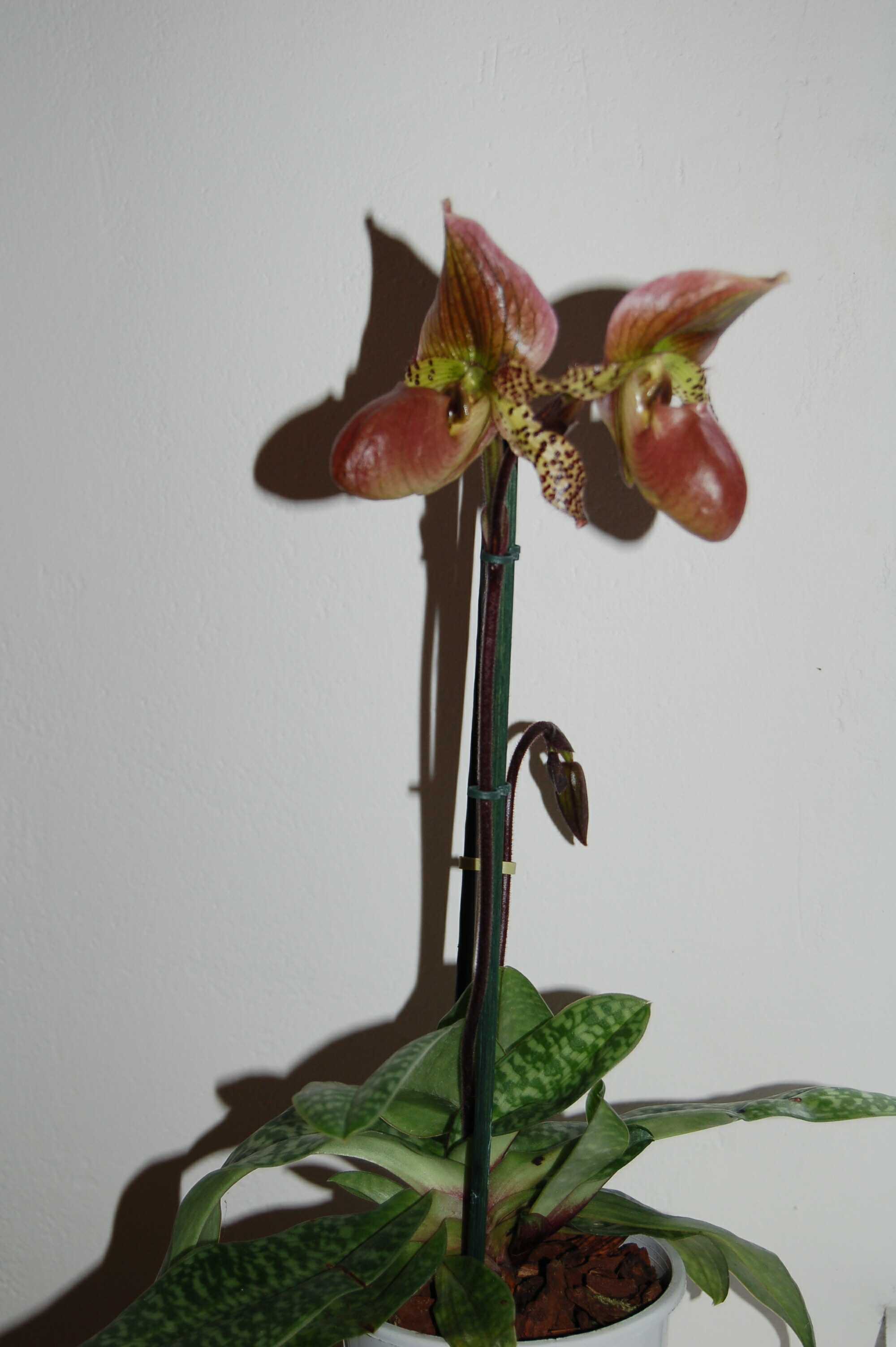 Paphiopedilum hybrid