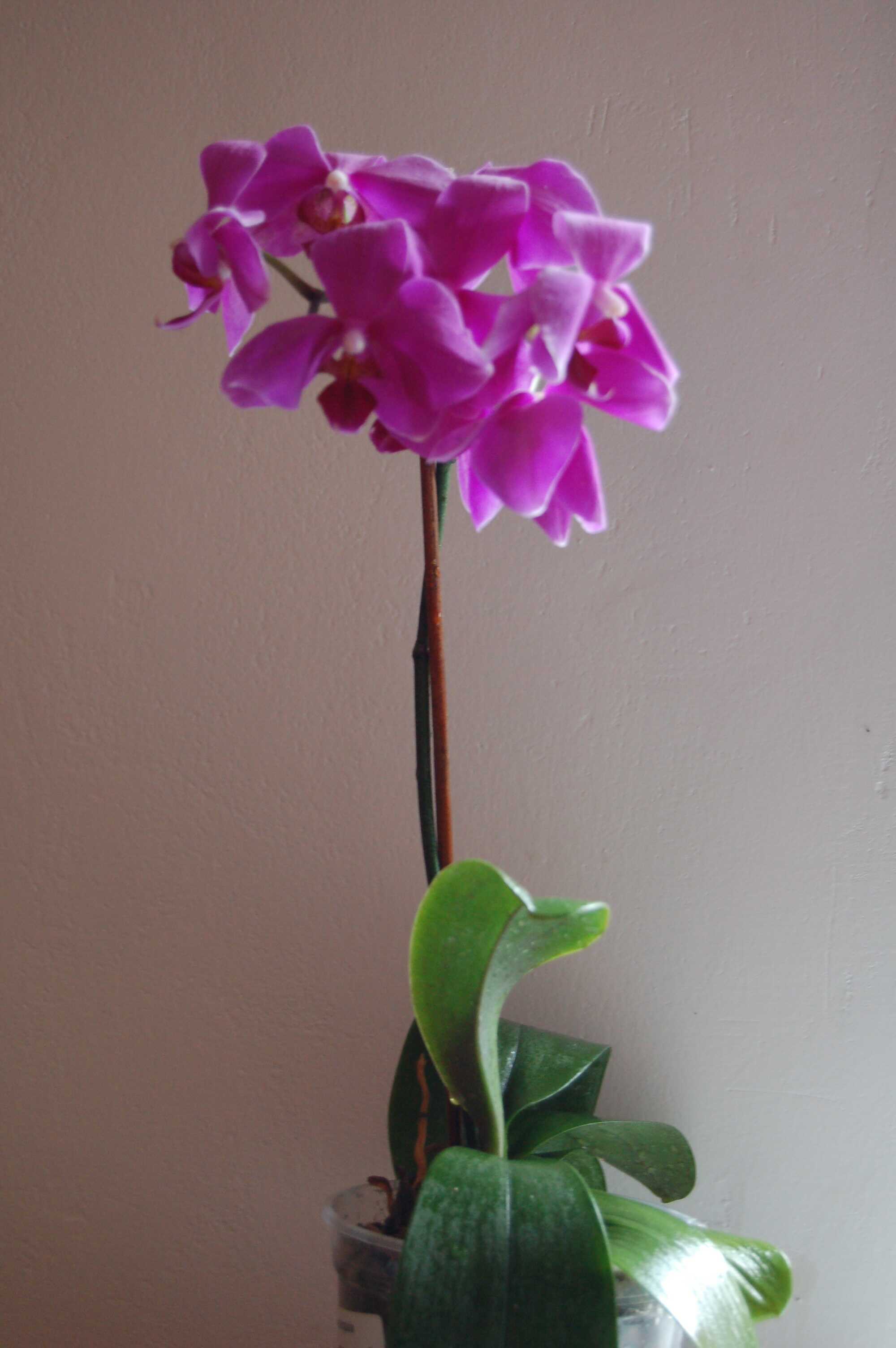 Phalaenopsis hybrid 3