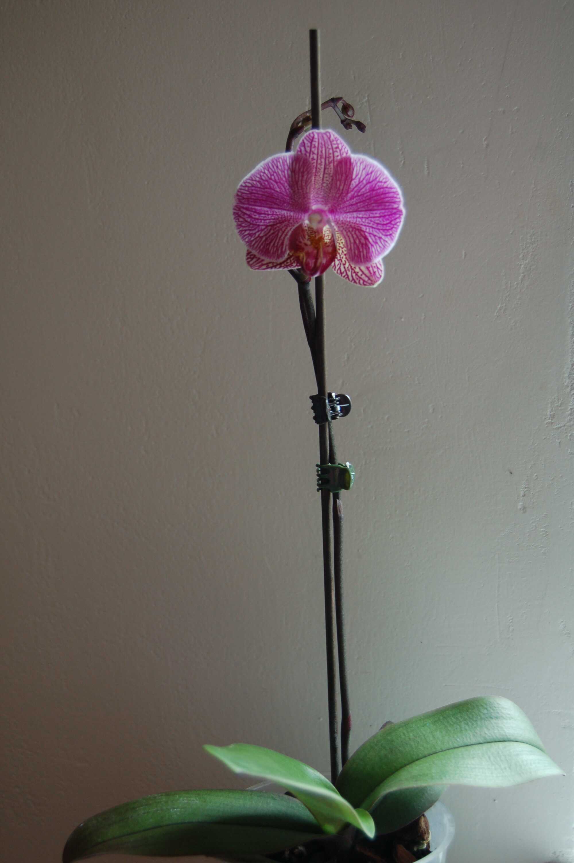 Phalaenopsis hybrid 4