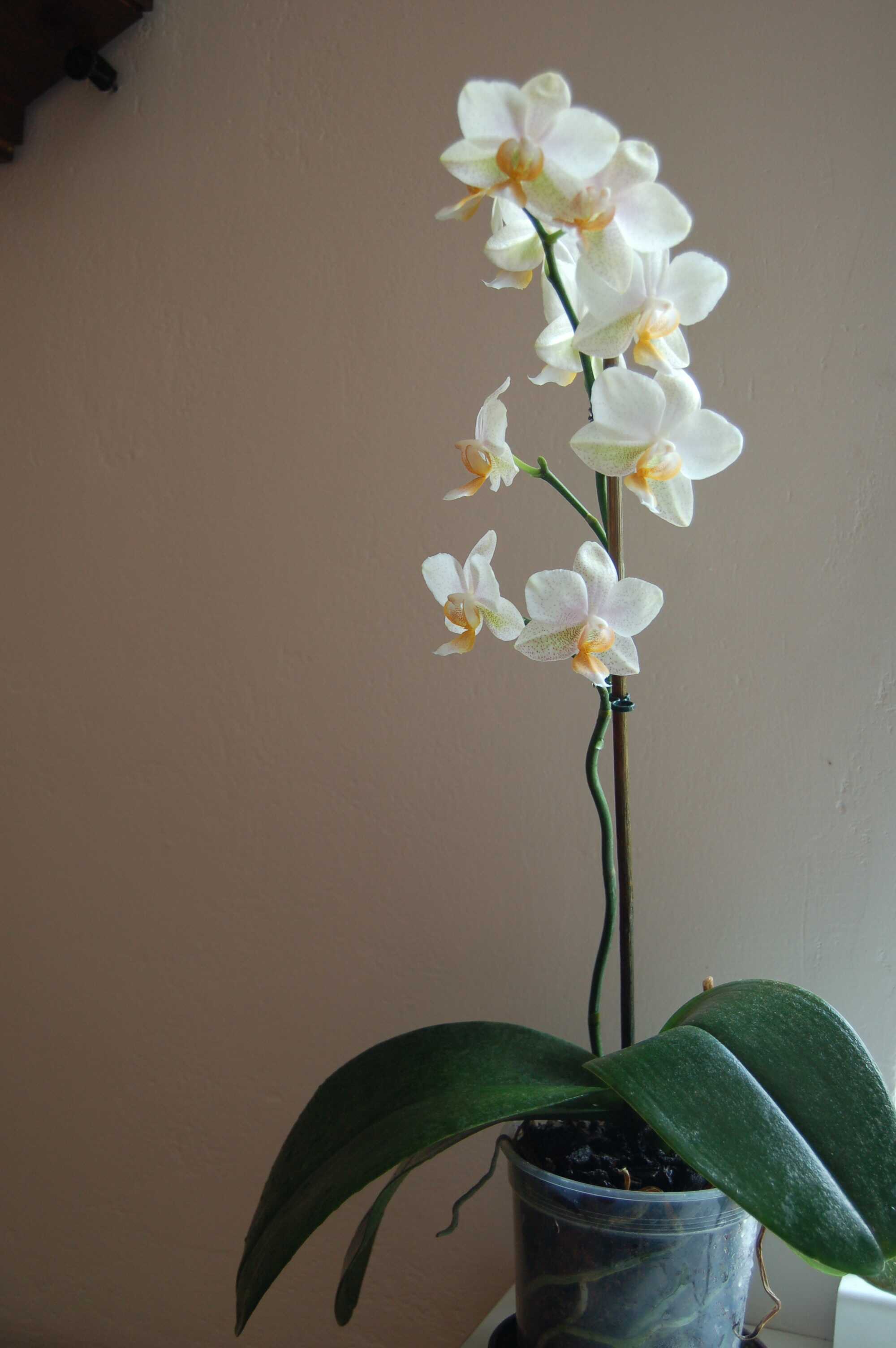 Phalaenopsis hybrid 5