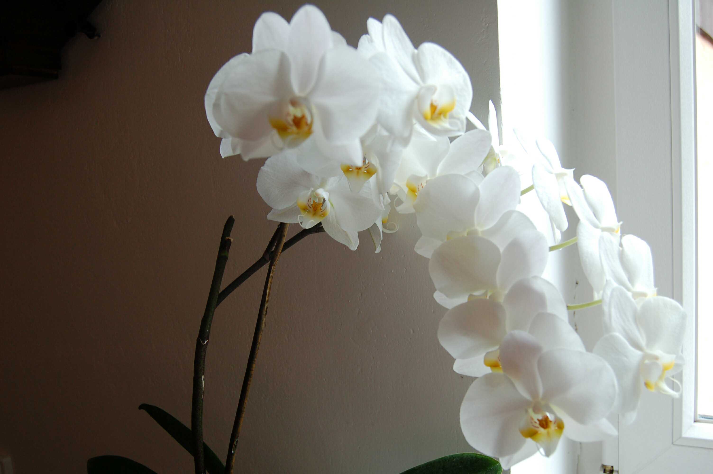 Phalaenopsis hybrid 7