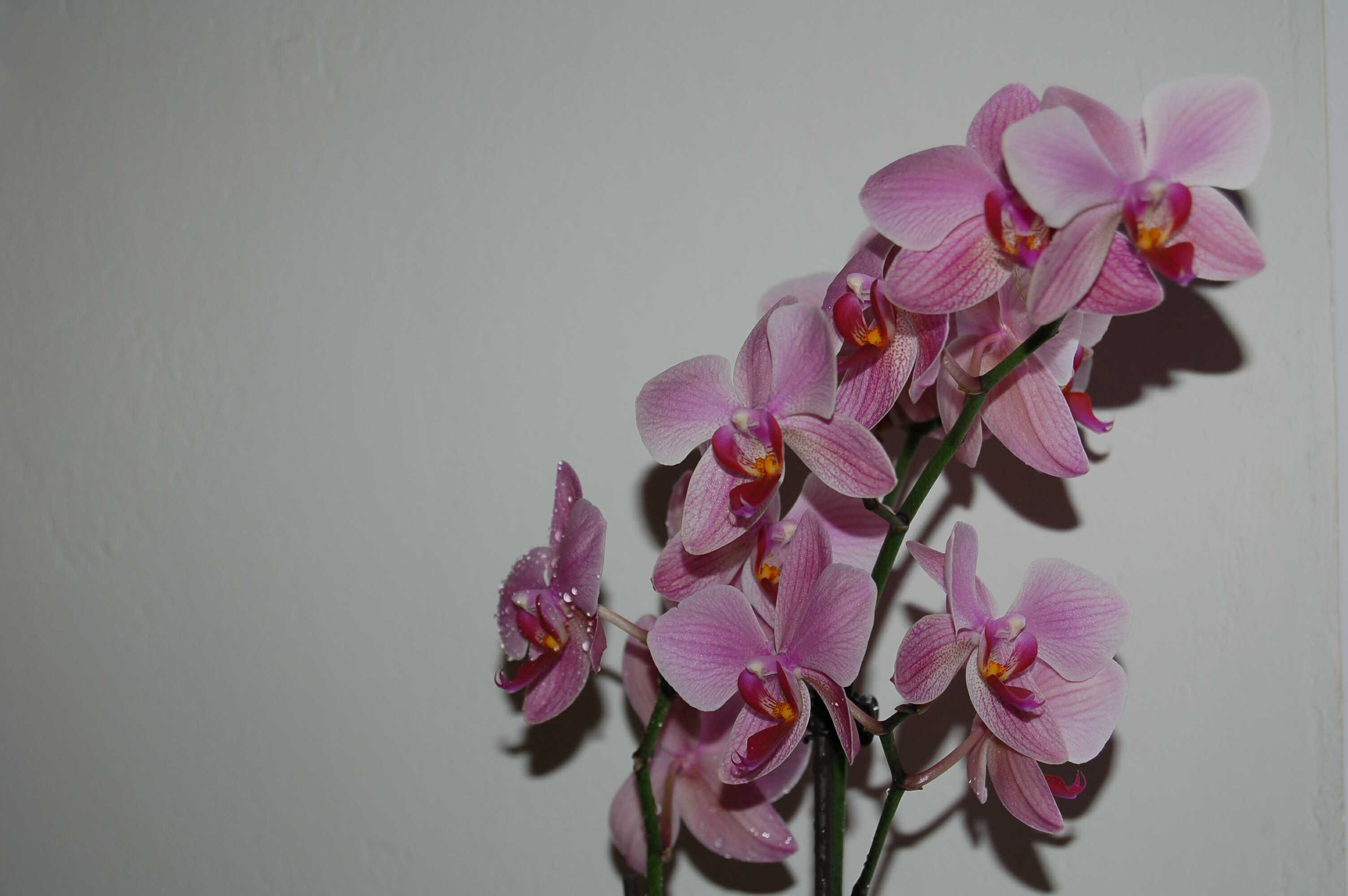 Phalaenopsis hybrid 8