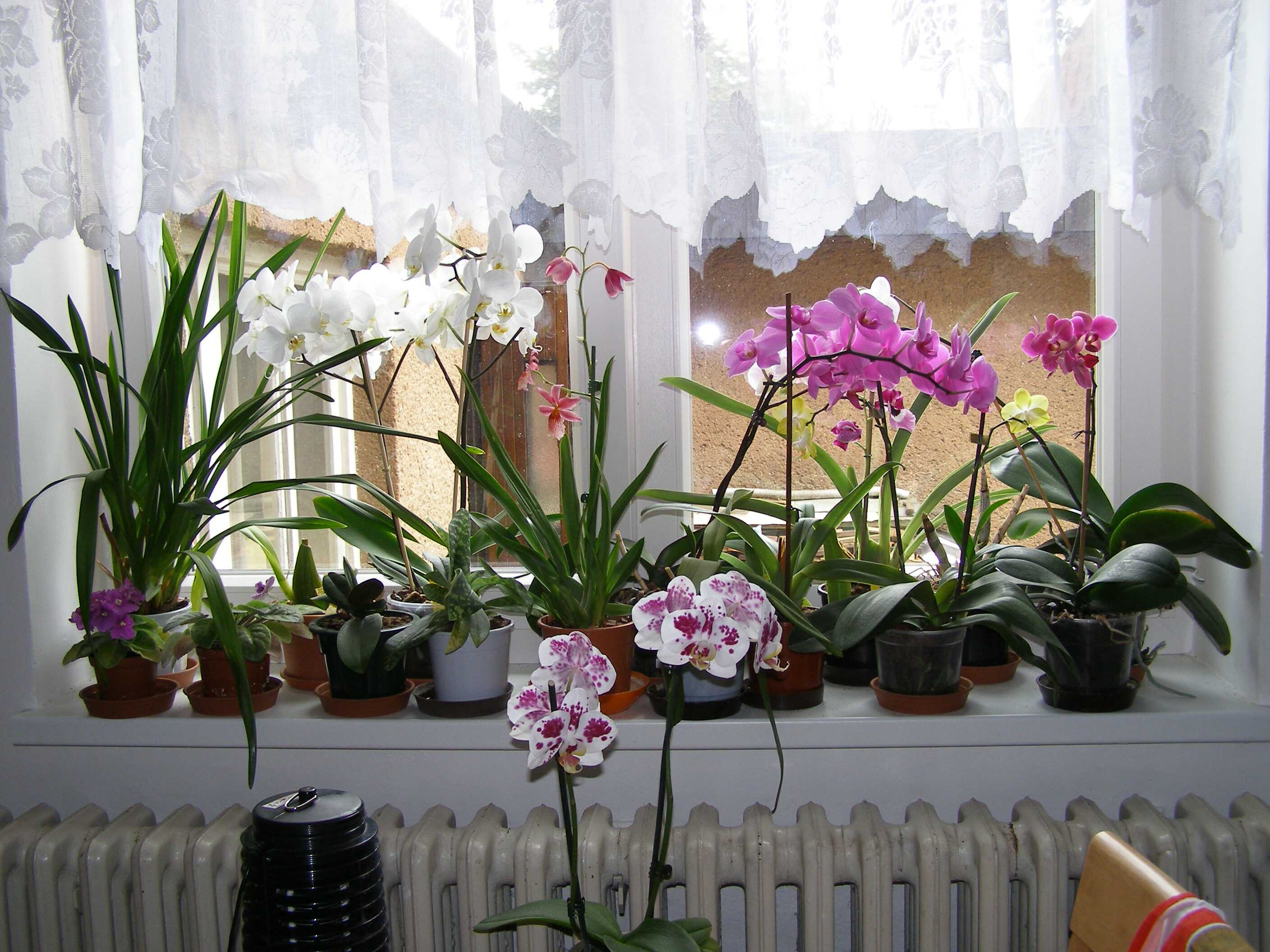 Okno srpen 2006