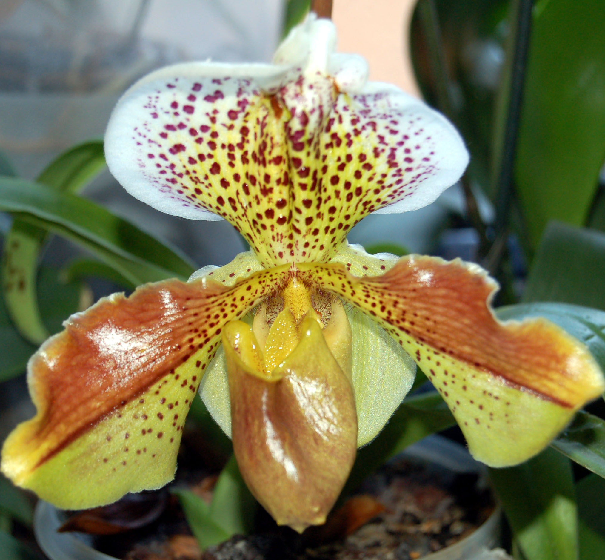 Paphiopedilum 2