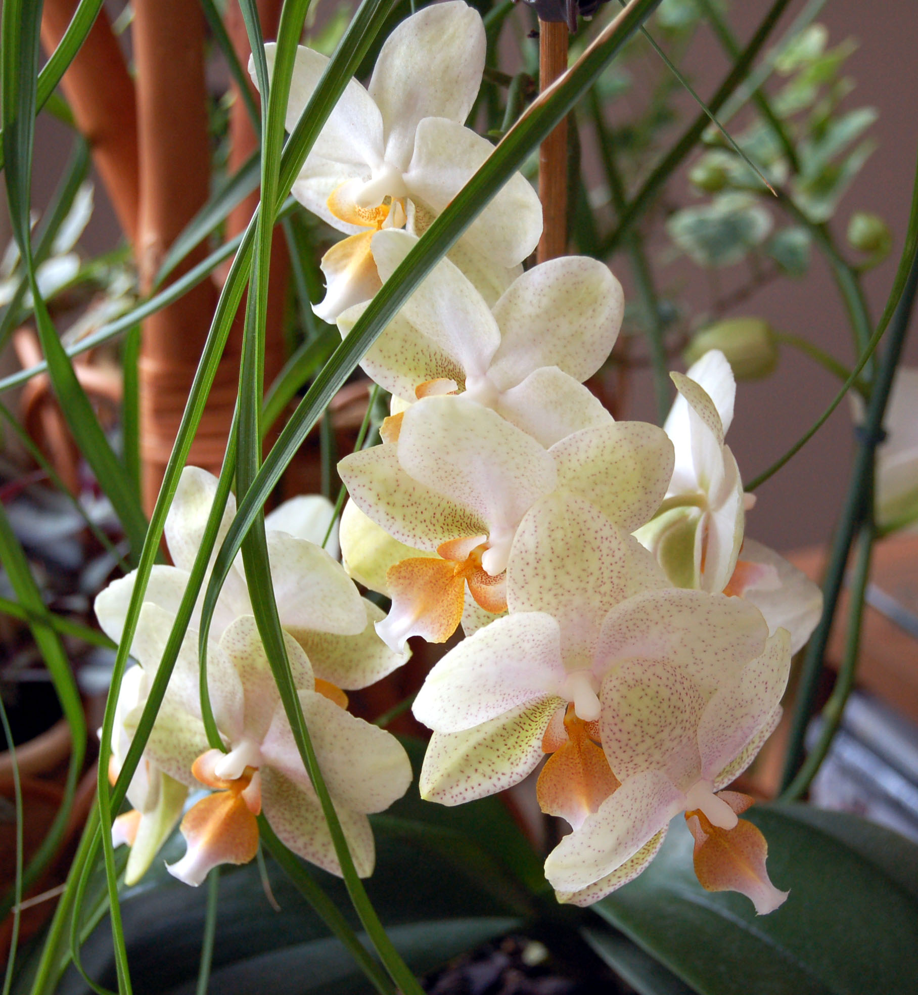 Phalaenopsis X