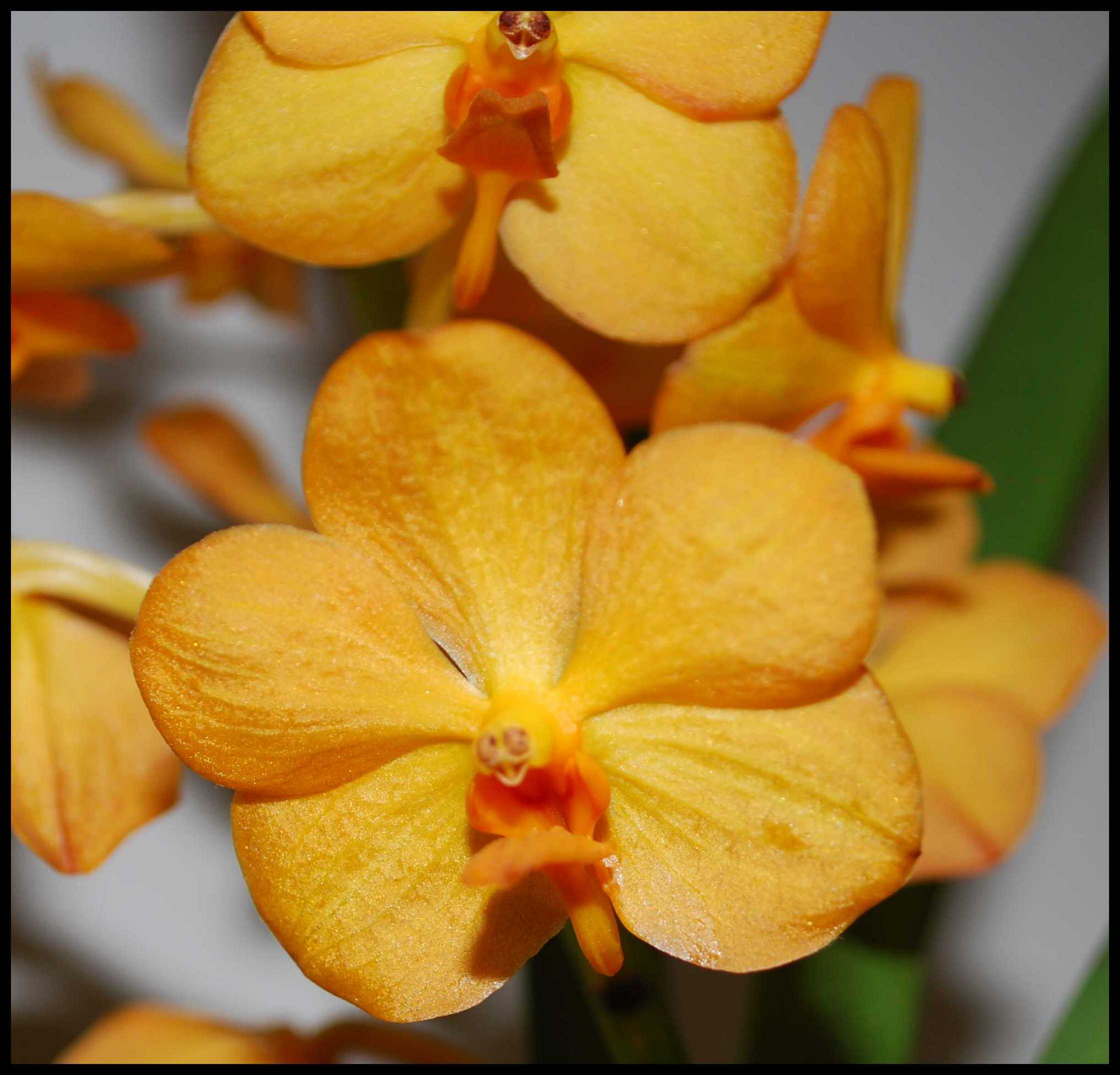 vanda10.jpg