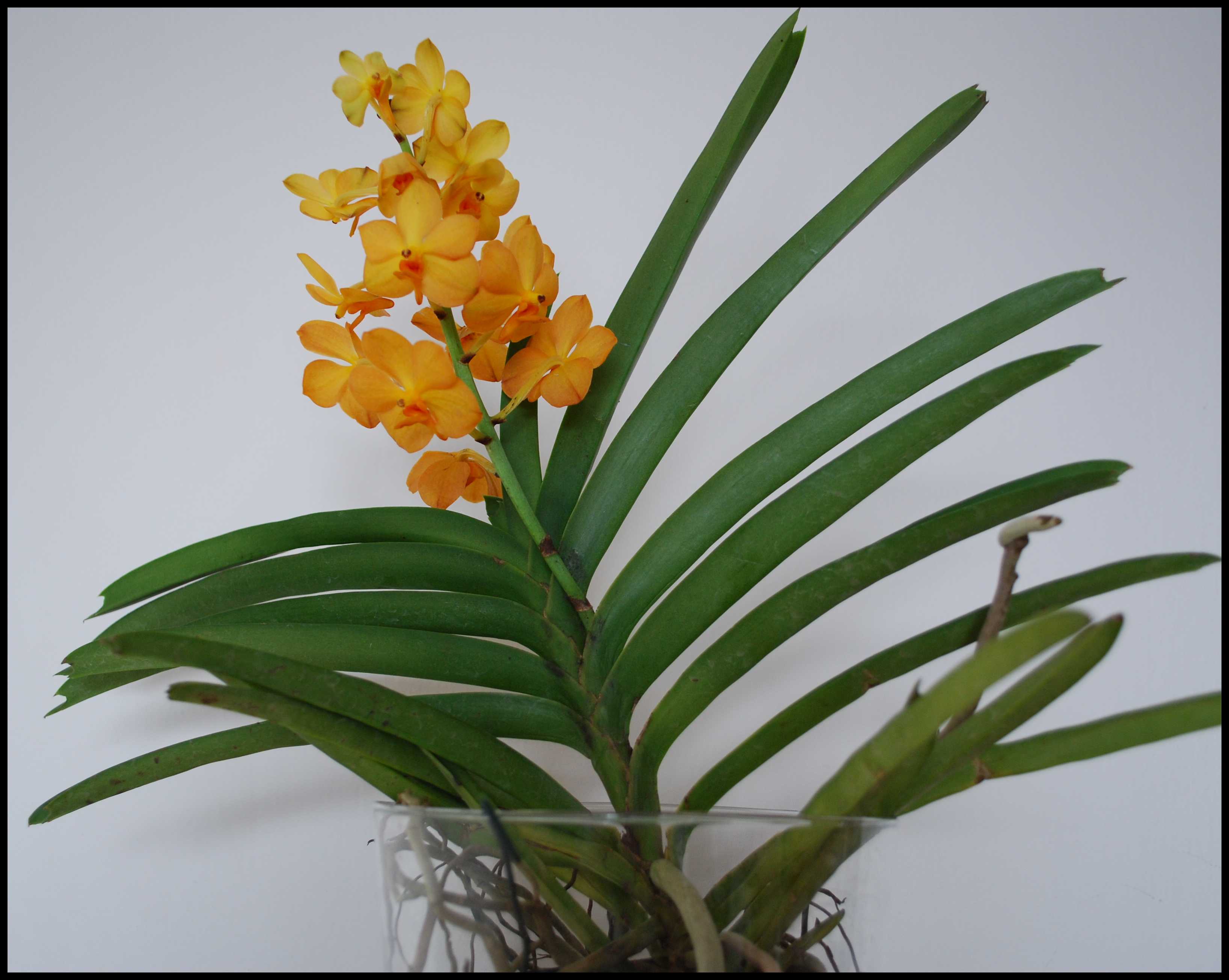 vanda50.jpg