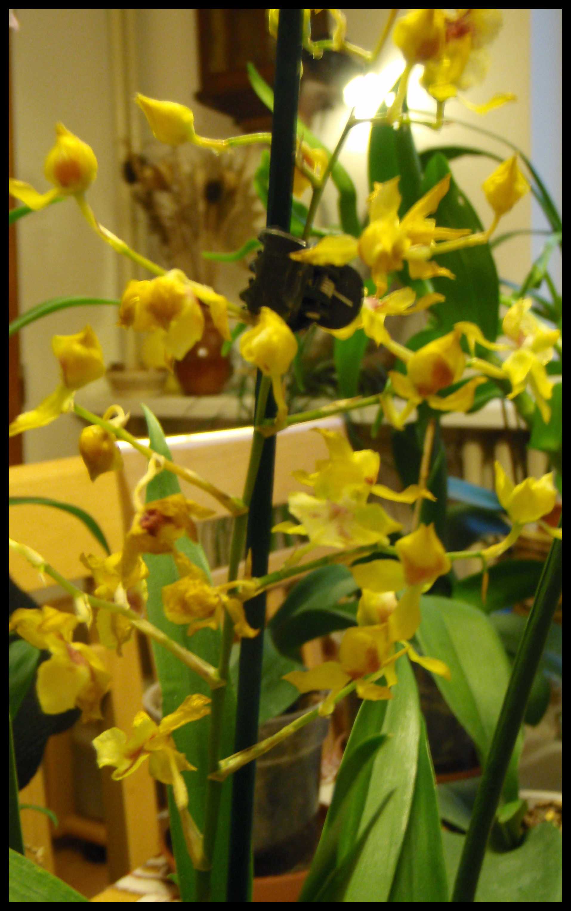 oncidium1.JPG
