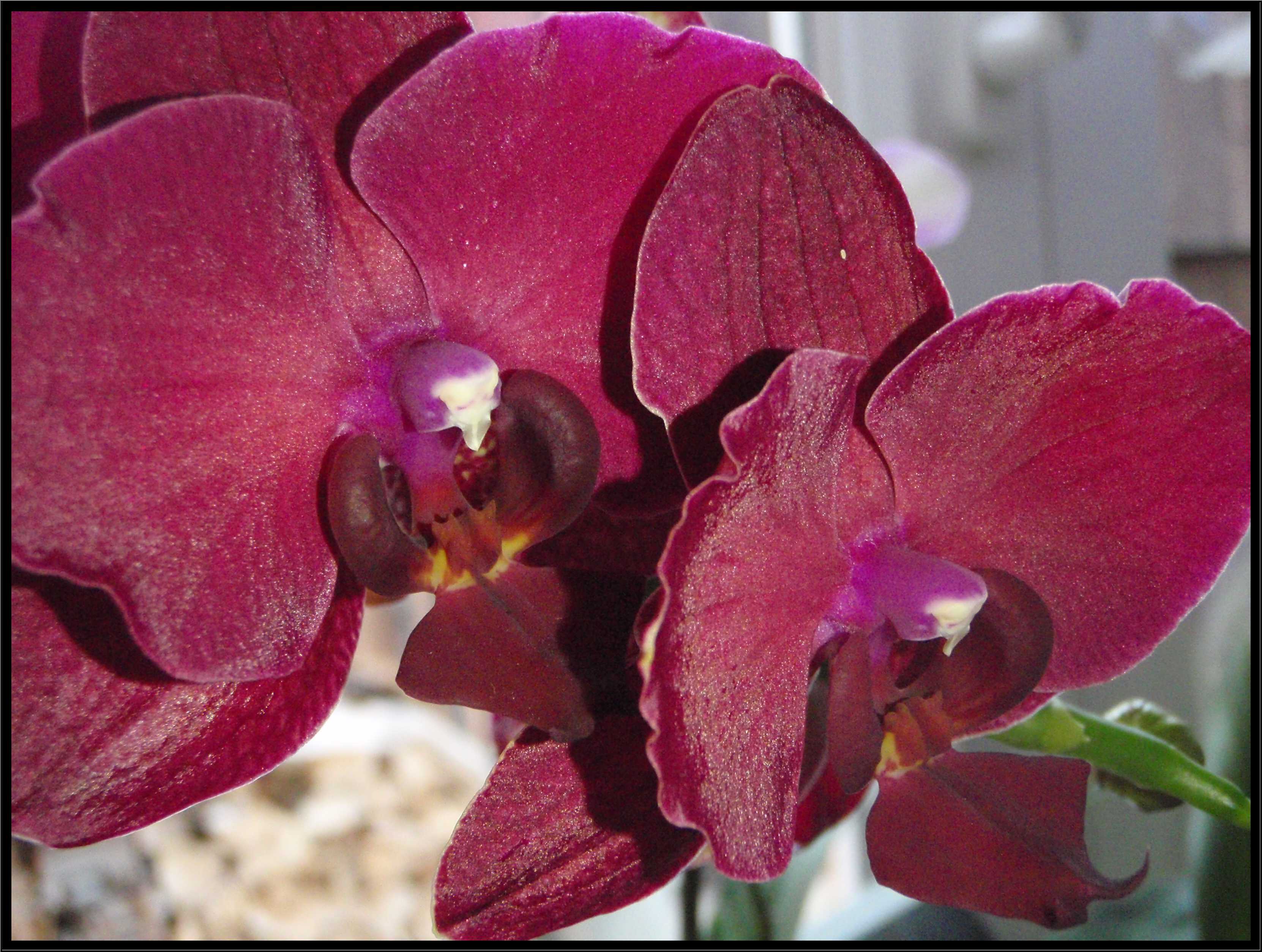 phalaenopsis1.JPG