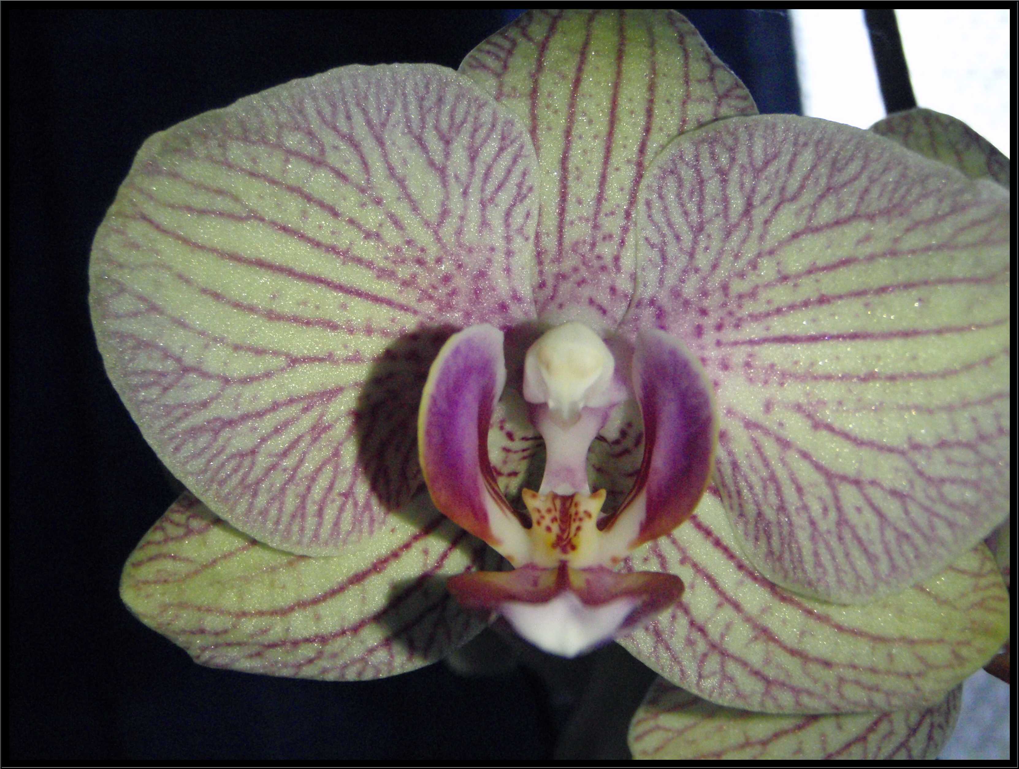 phalaenopsis6.JPG