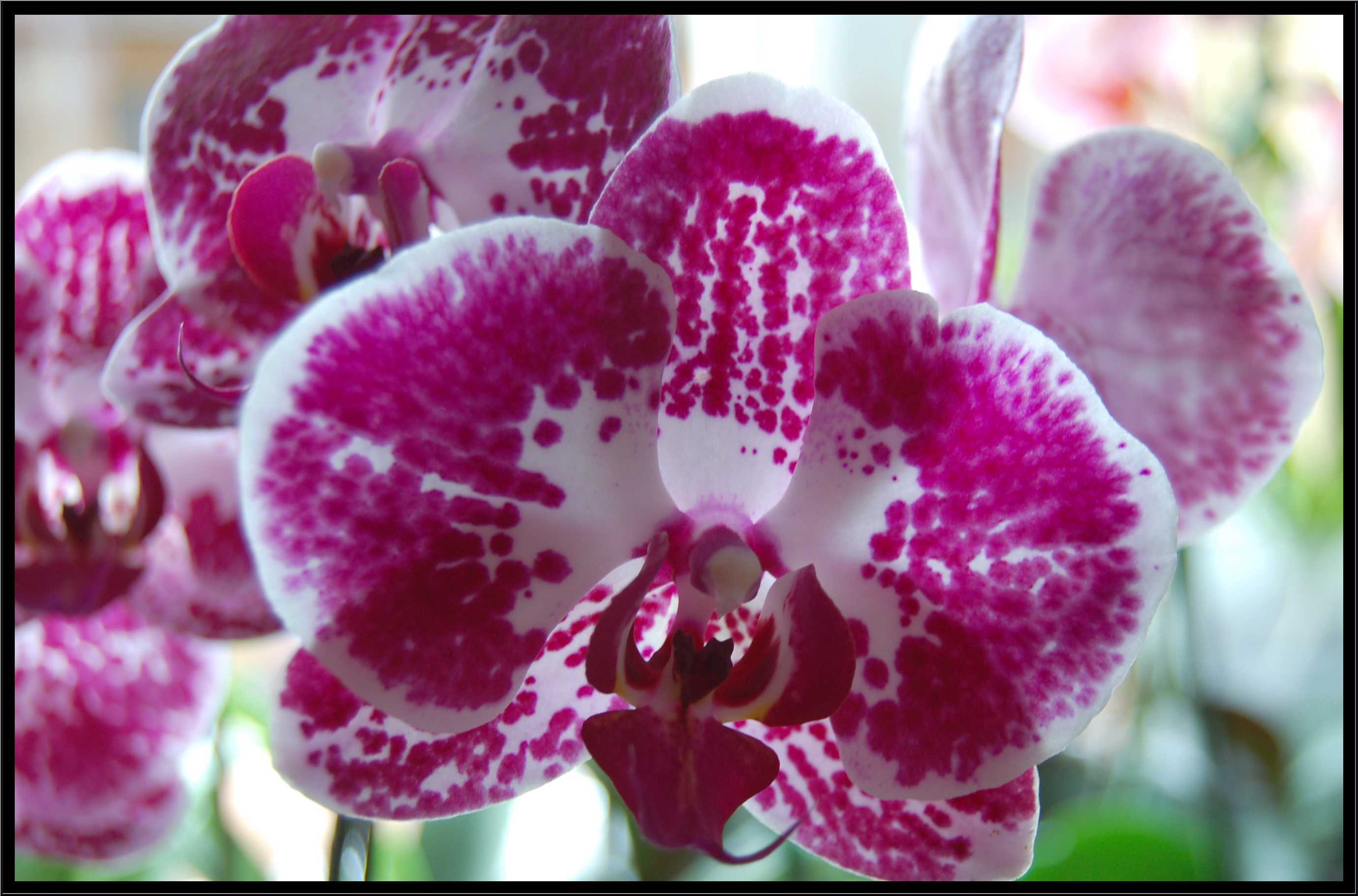 phalaenopsis7.JPG