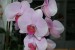Phalaenopsis hybrid 1