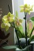 Phalaenopsis hybrid 2