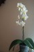 Phalaenopsis hybrid 5