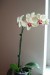 Phalaenopsis hybrid 6