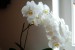 Phalaenopsis hybrid 7